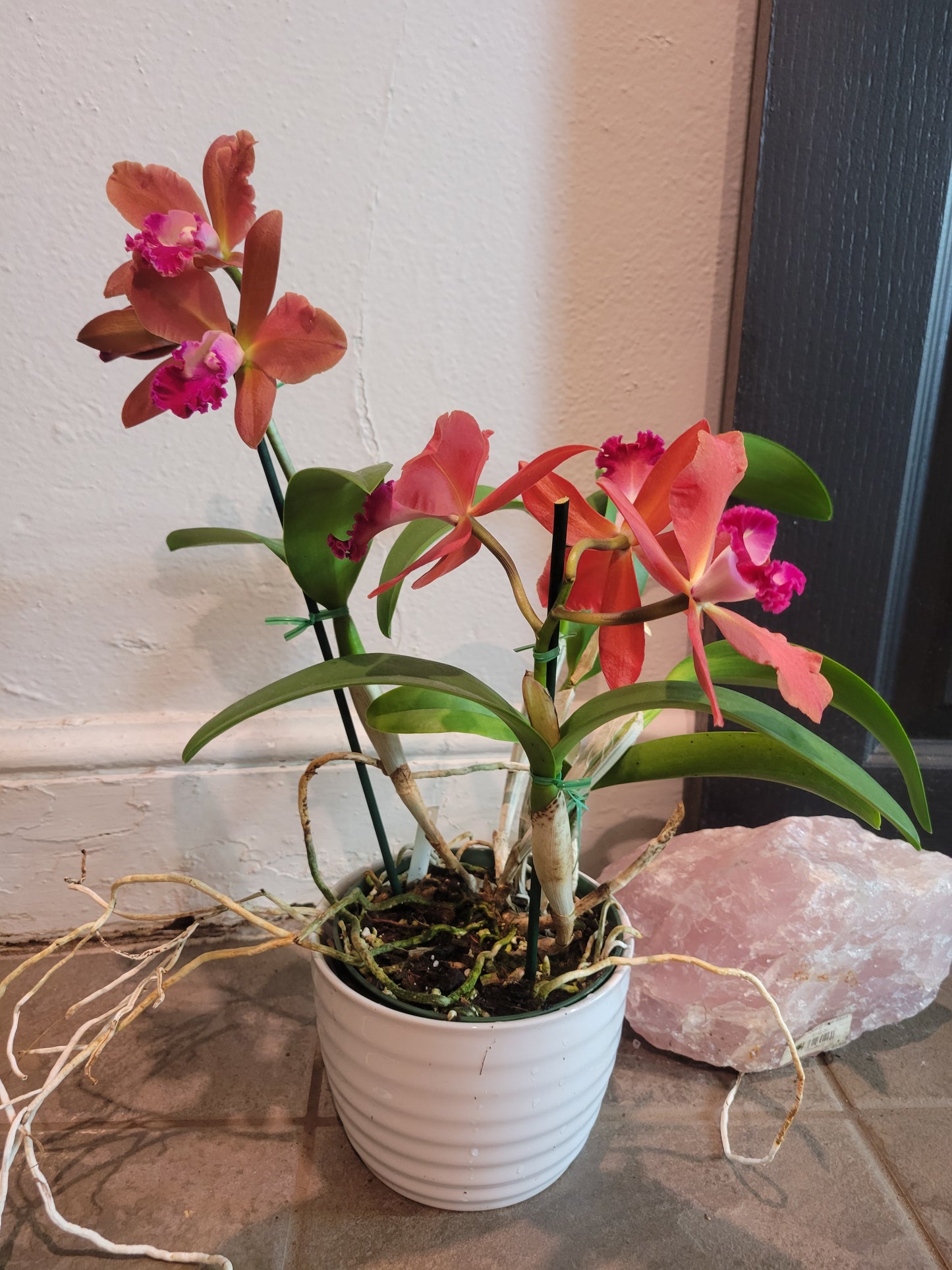 Cattleya Orchid