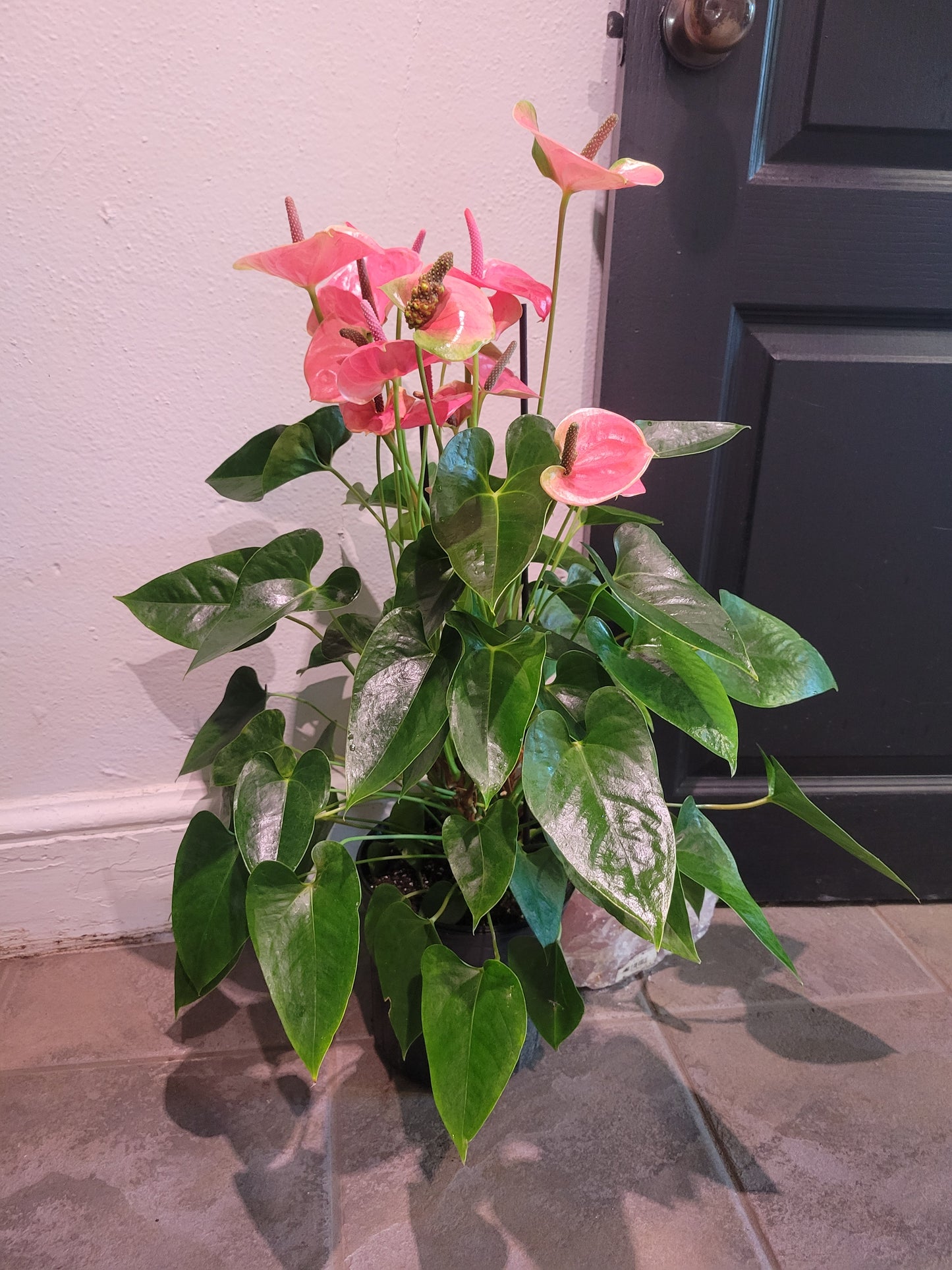 Painters Palette Anthurium