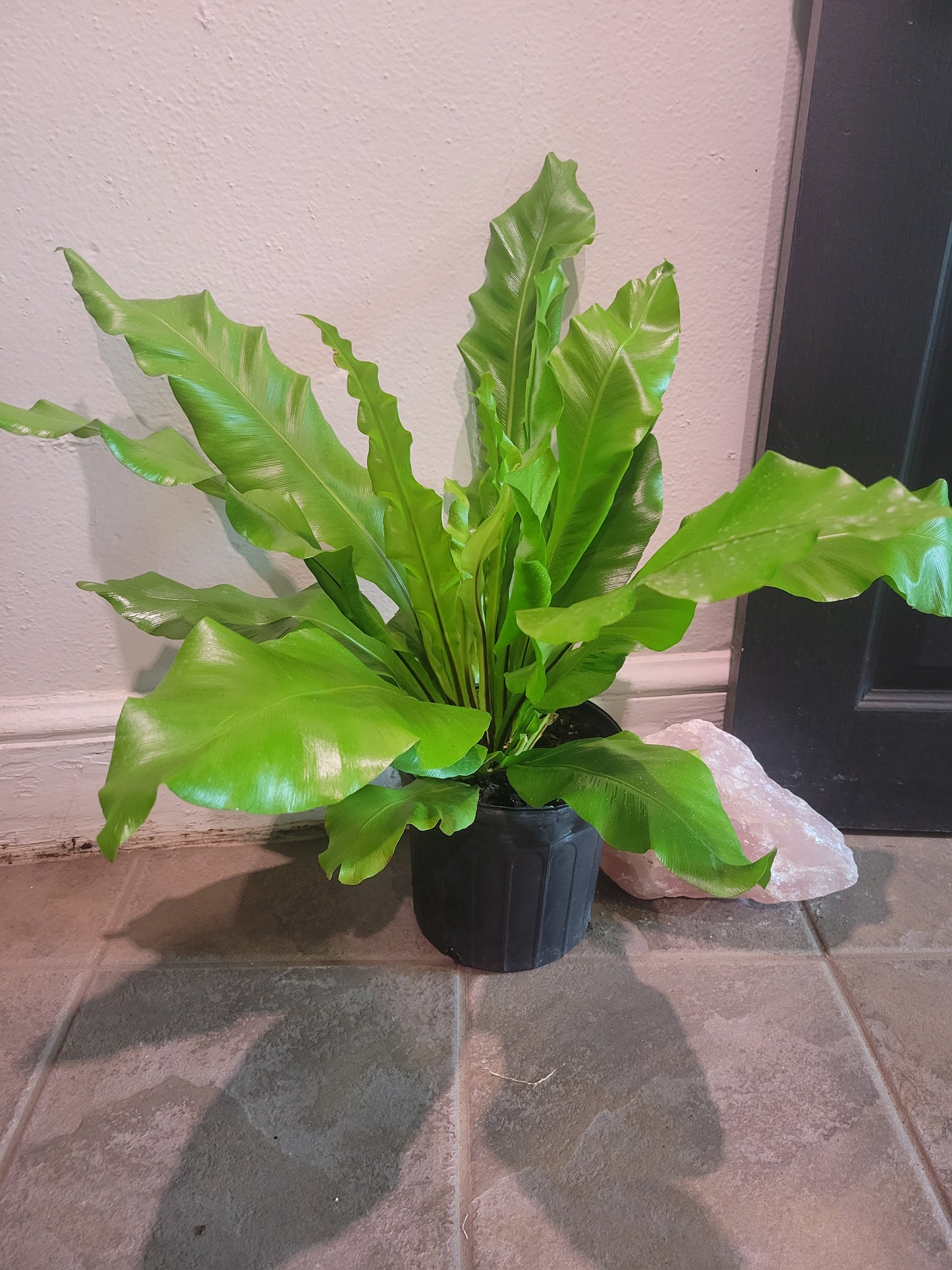 Bird's Nest Fern