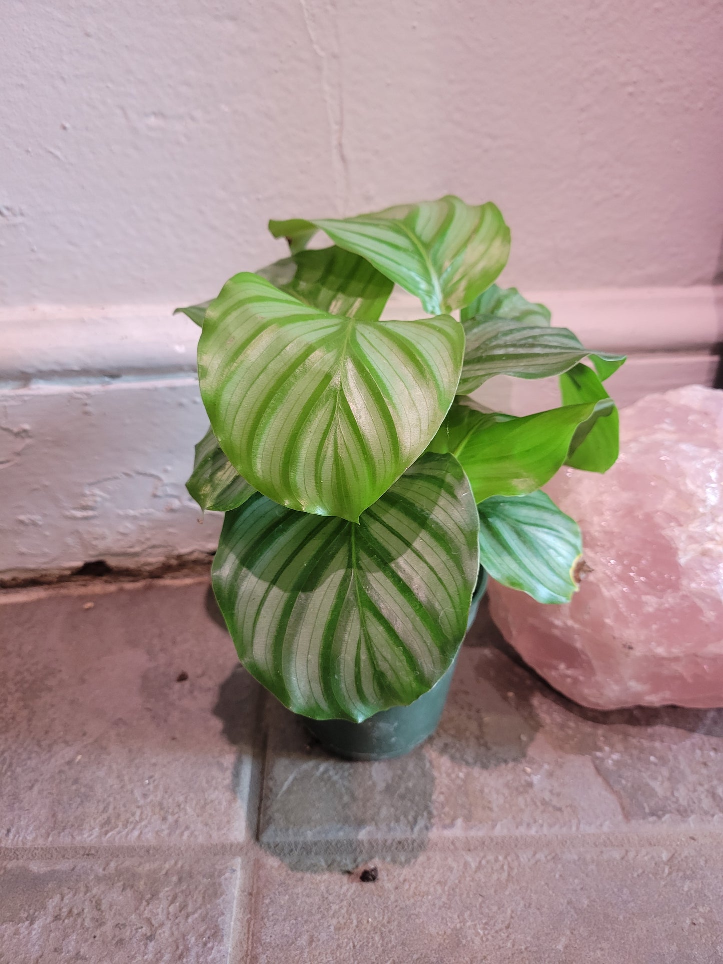 Calathea Orbifolia