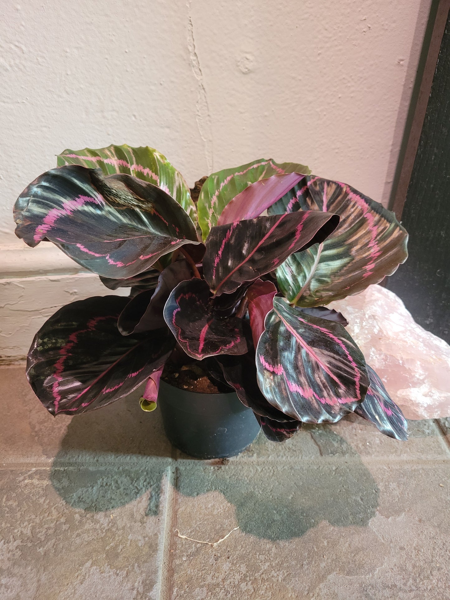 Calathea Roseopicta