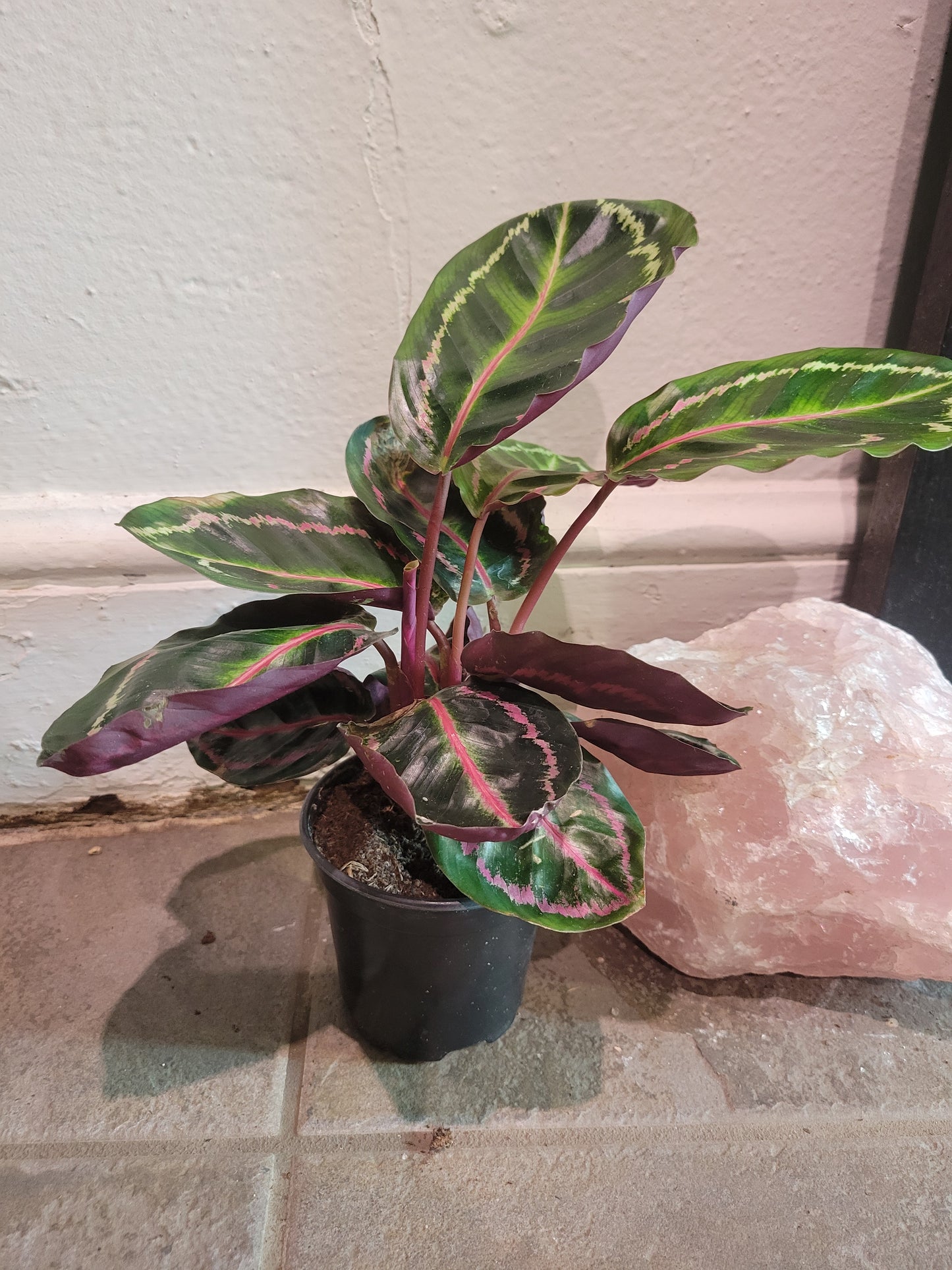 Calathea Medallion