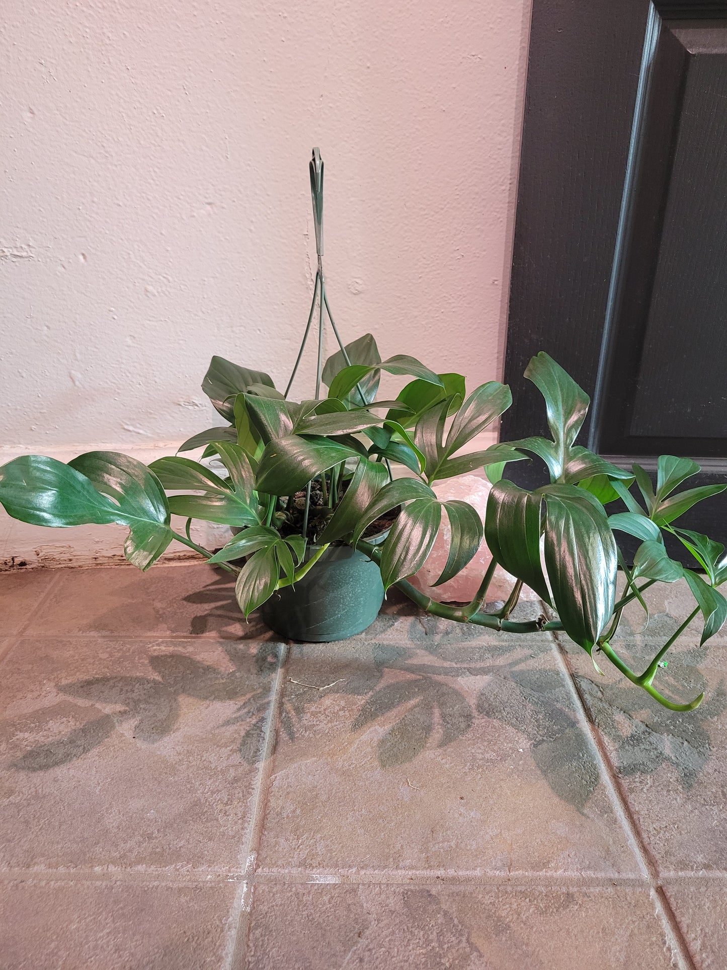 Rhaphidophora Dragon Tail