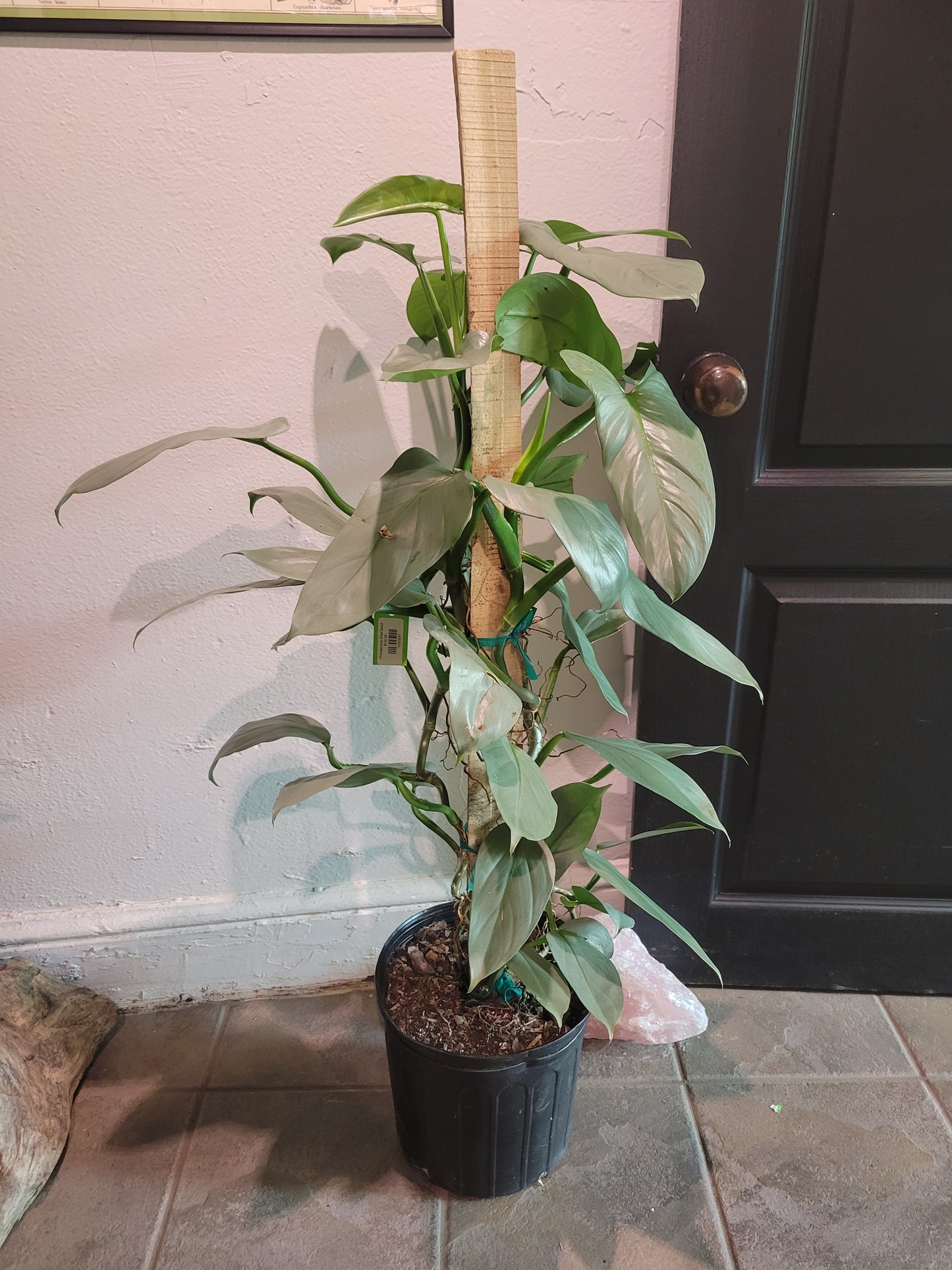 Philodendron Silver Sword