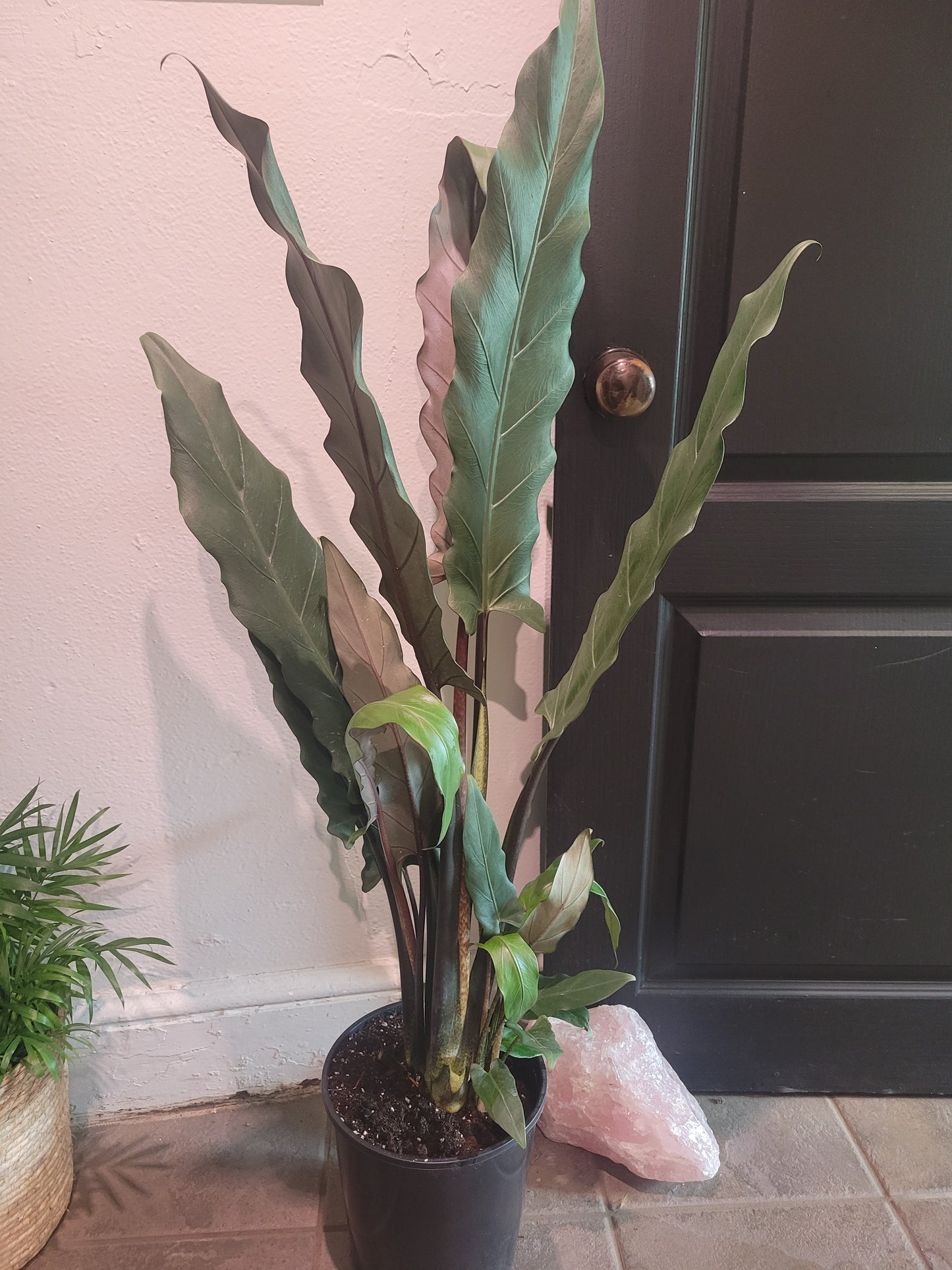 Alocasia Purple Sword