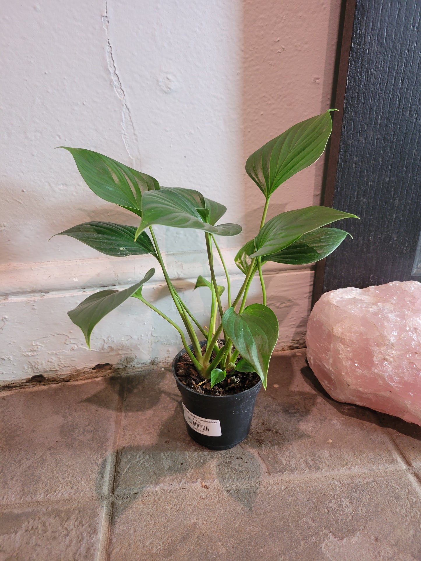 Homalomena Rubescens