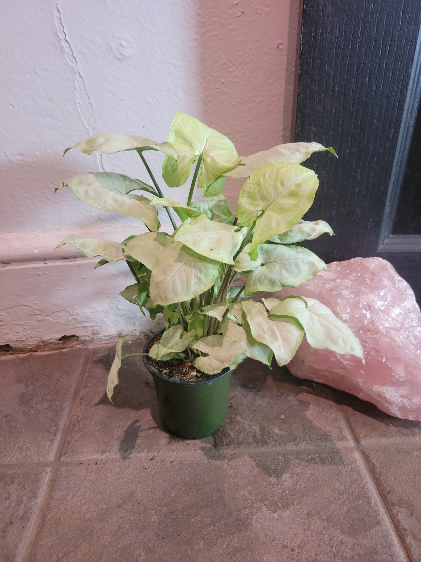 Syngonium White Butterfly
