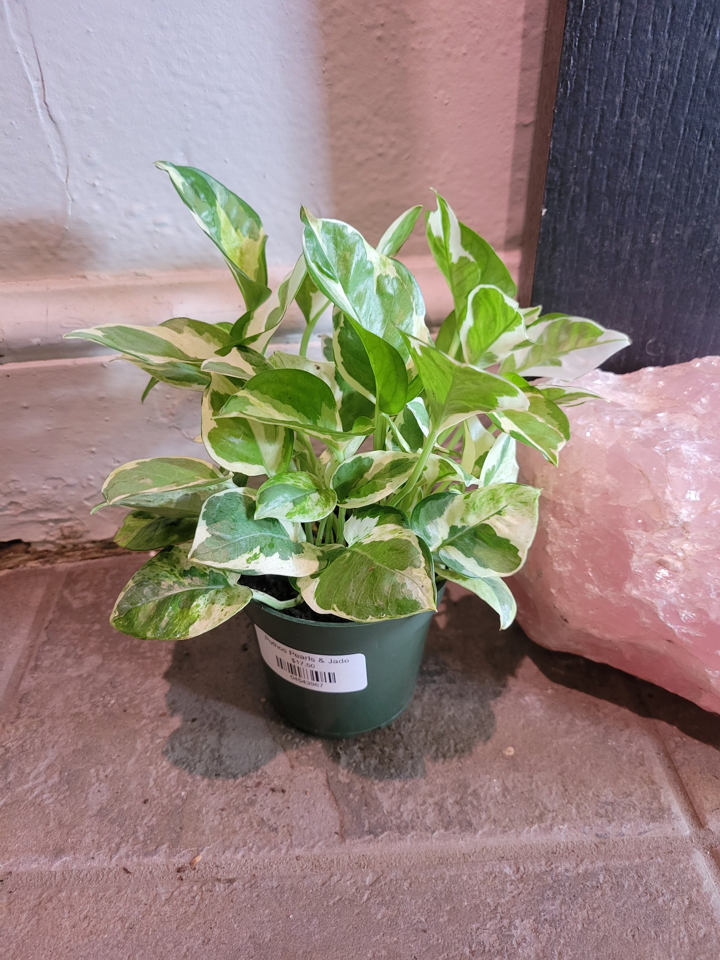 Pothos Pearls & Jade