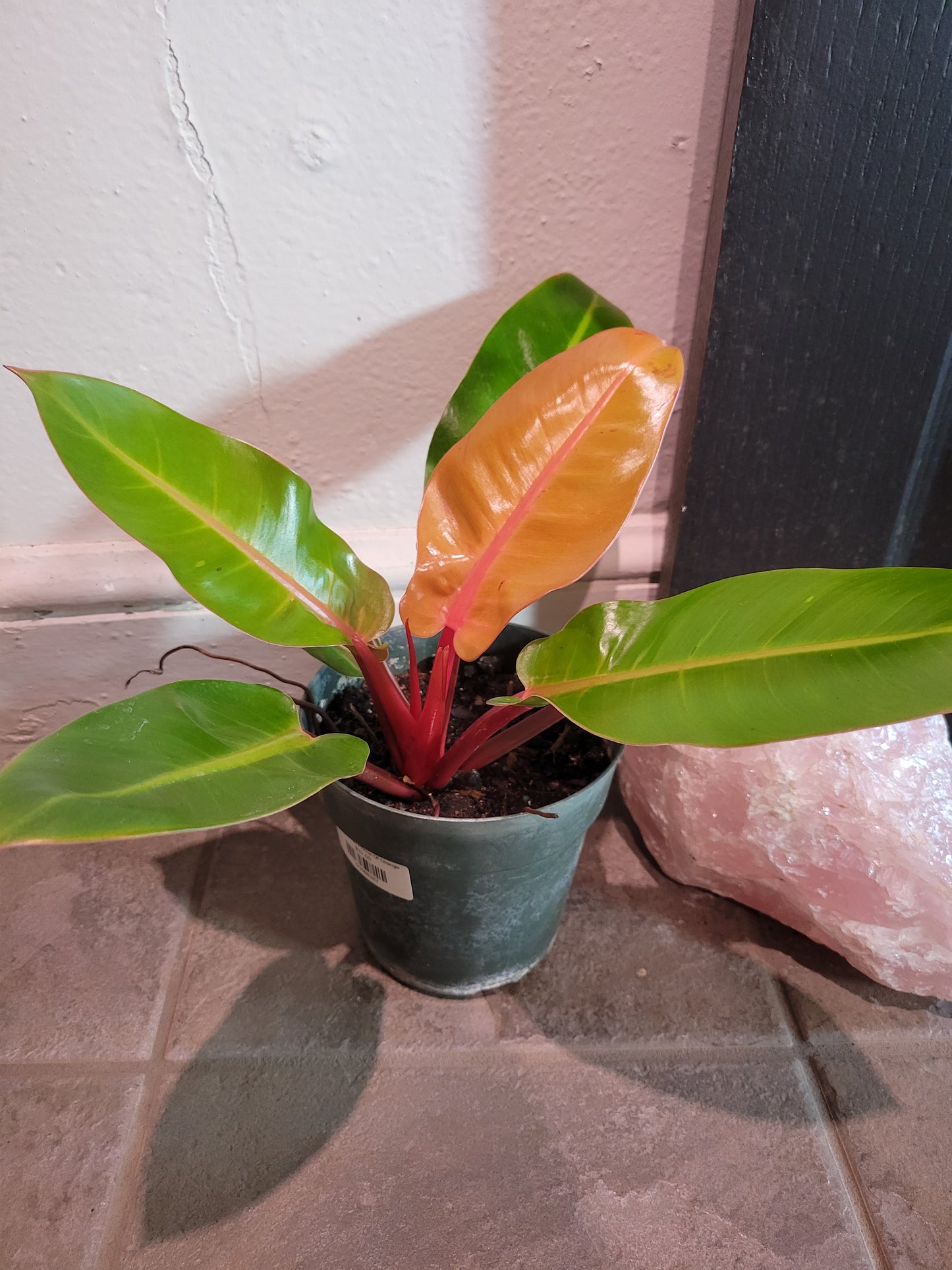 Philodendron Prince Of Orange