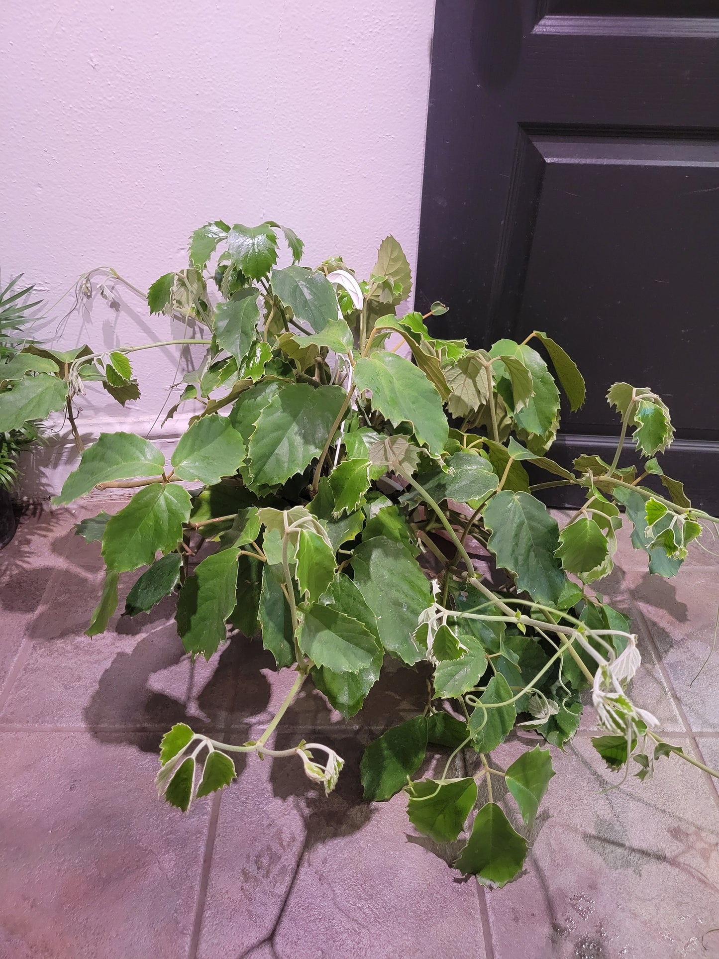 Tetrastigma 'Chestnut Vine'