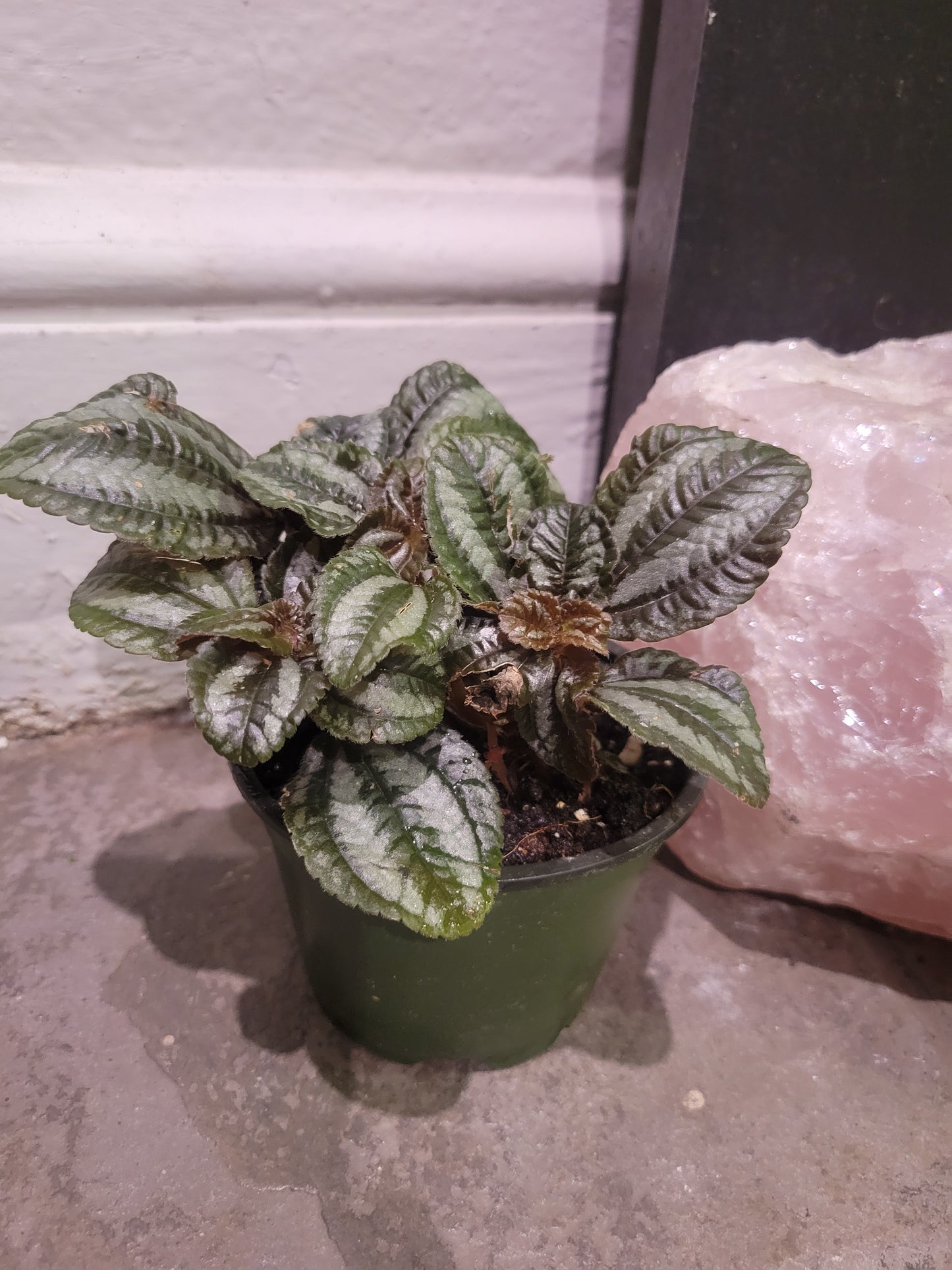 Pilea Sprunceana 'Clearweed'
