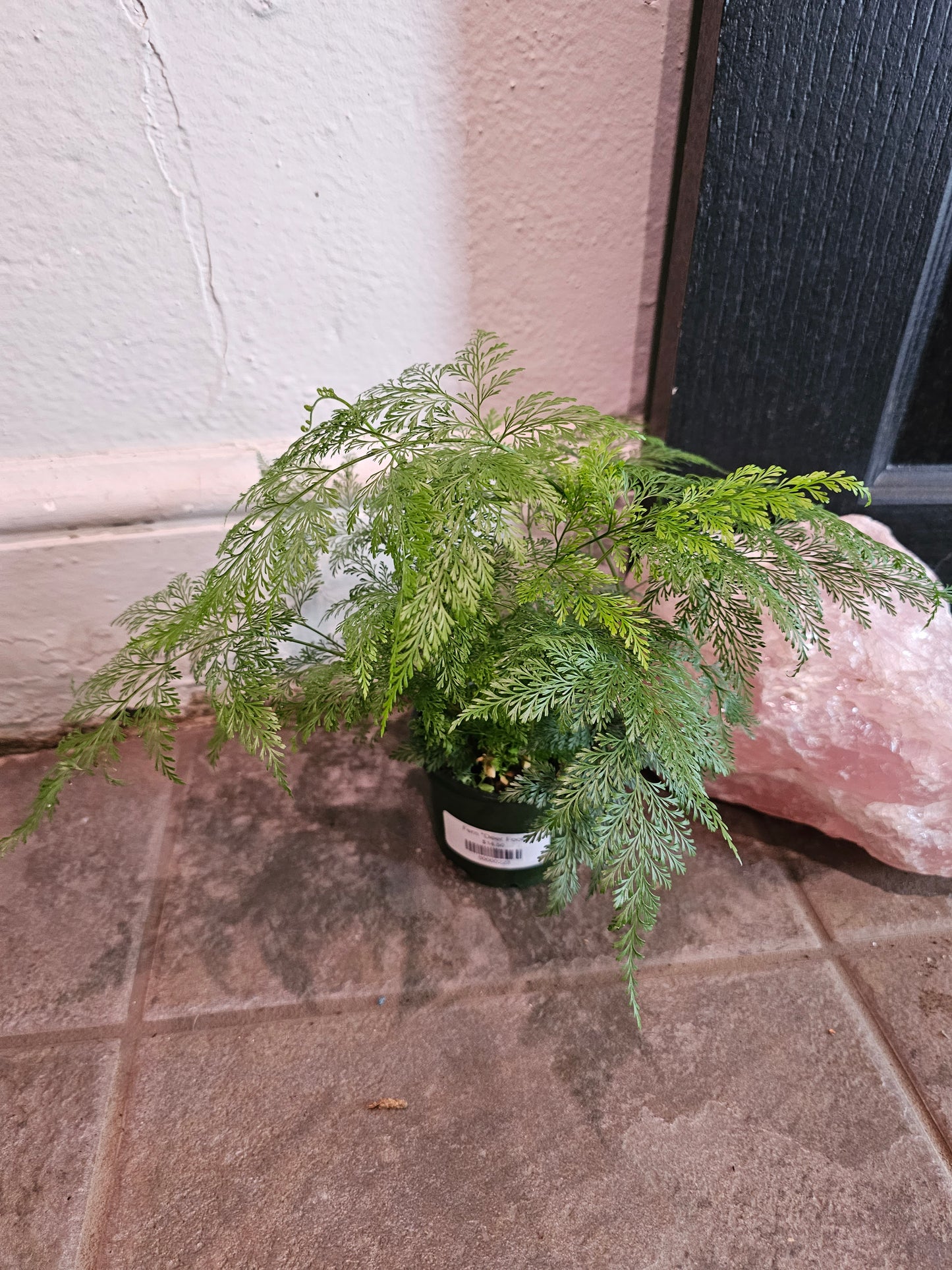 Fern "Deer Foot"