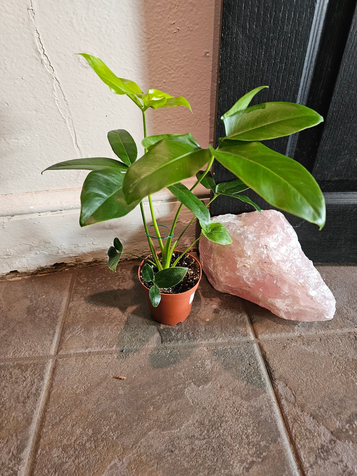 Philodendron Goeldii