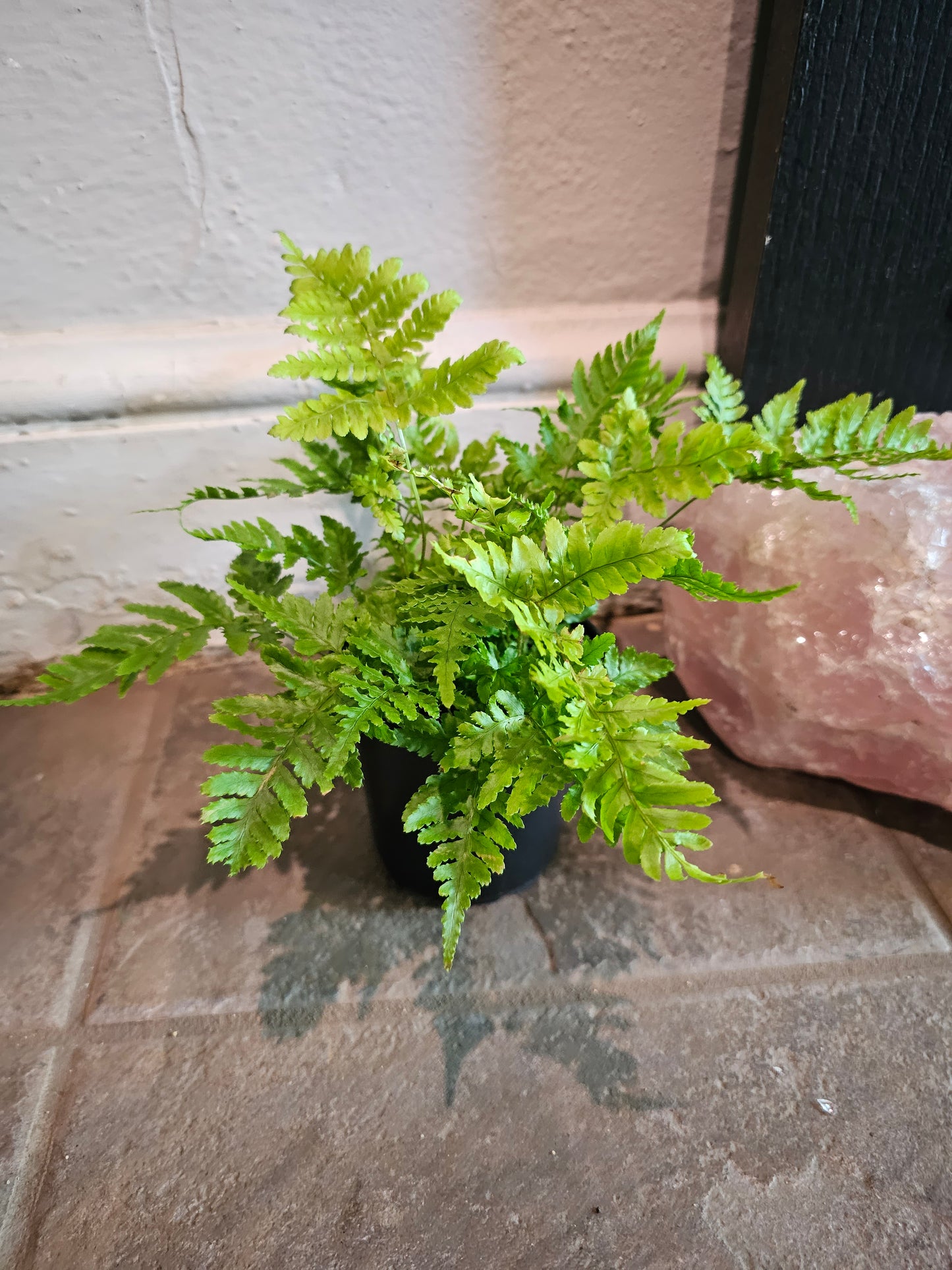 Autumn Fern