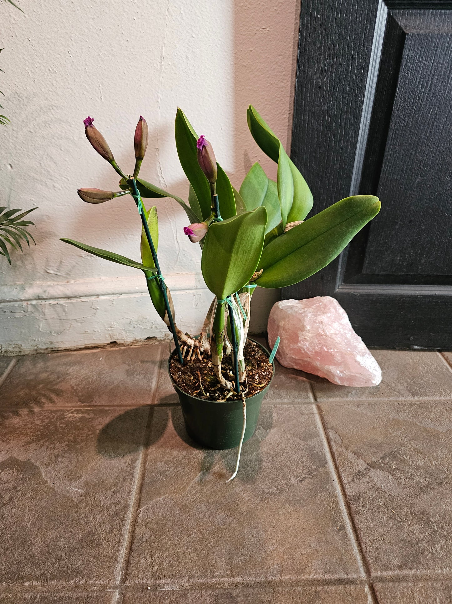 Cattleya Orchid