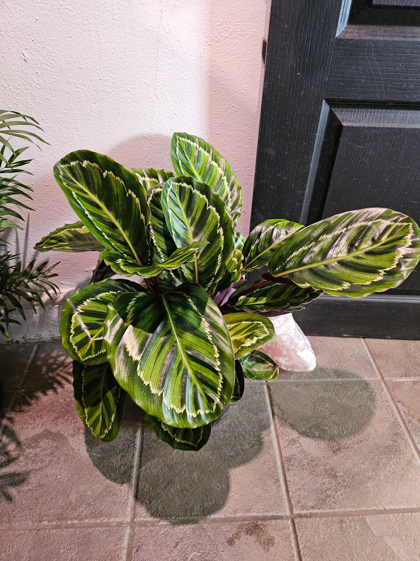 Calathea Medallion