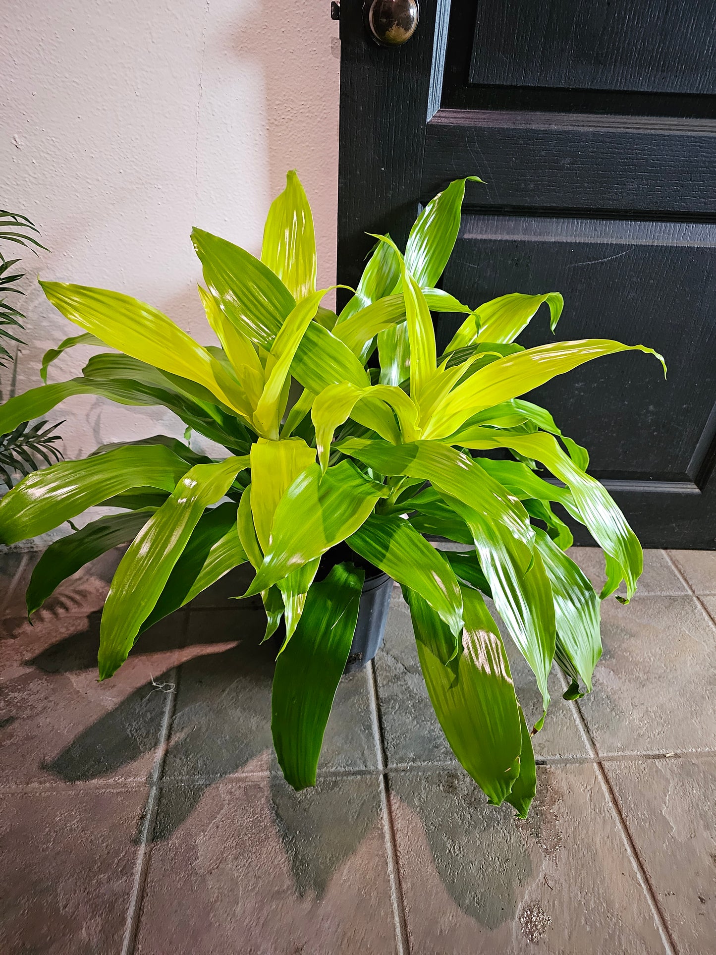 Limelight Dracaena