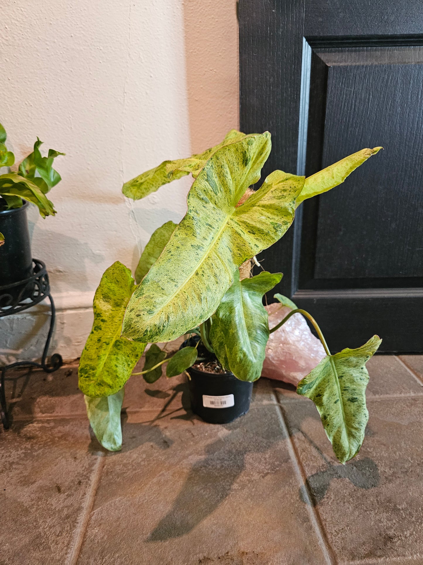 Philodendron Paraiso Verde