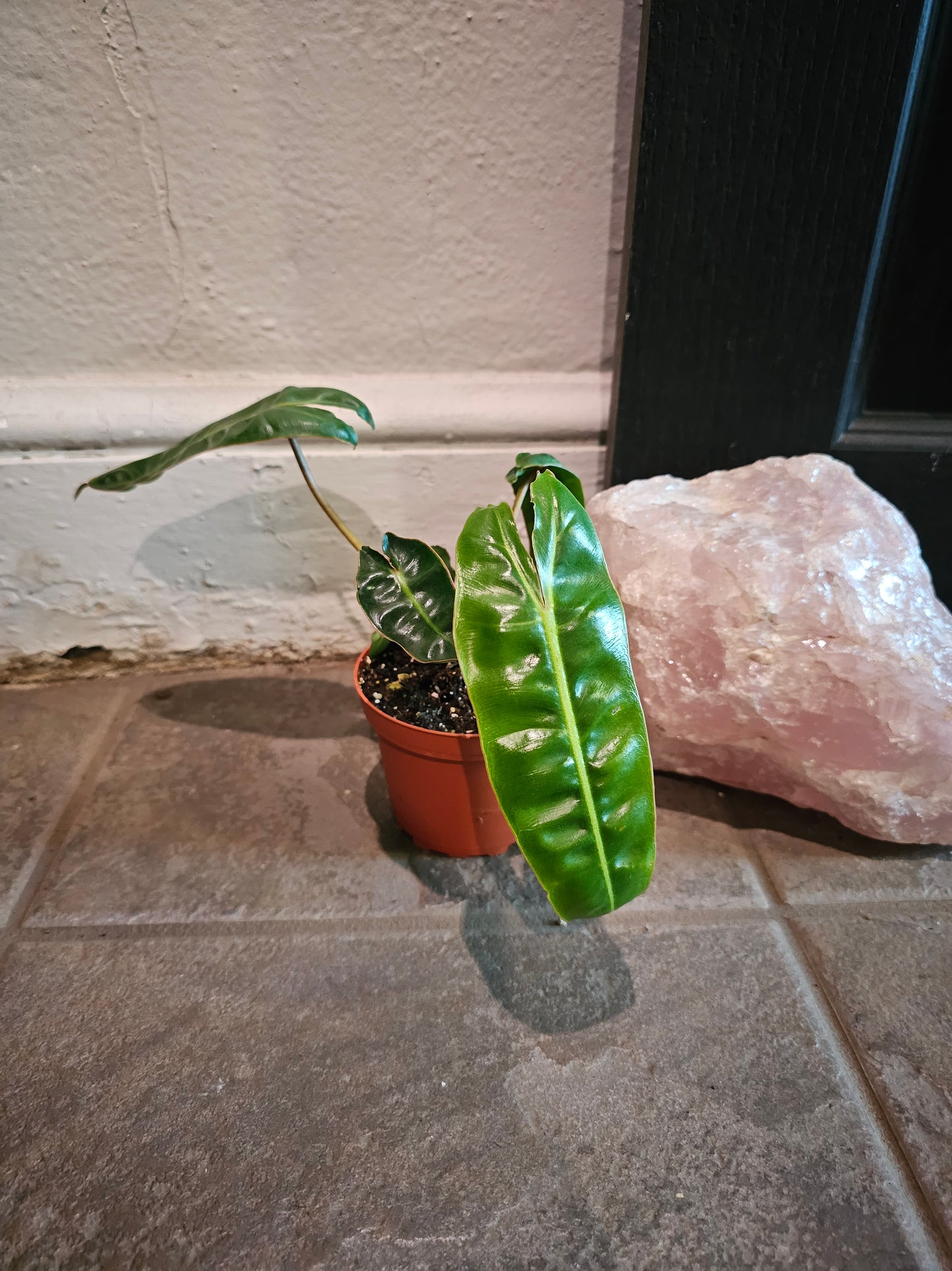 Philodendron Billietiae