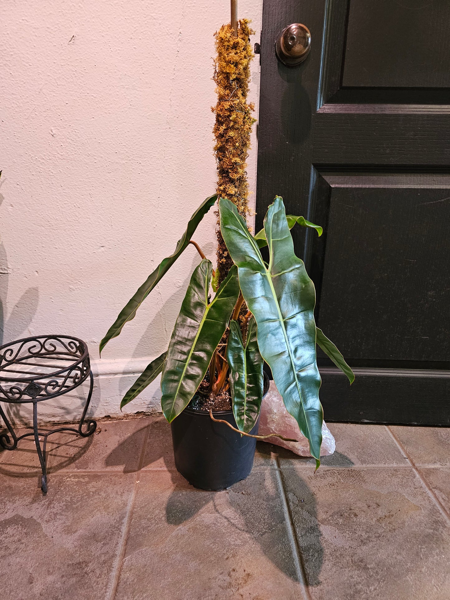 Philodendron Billietiae