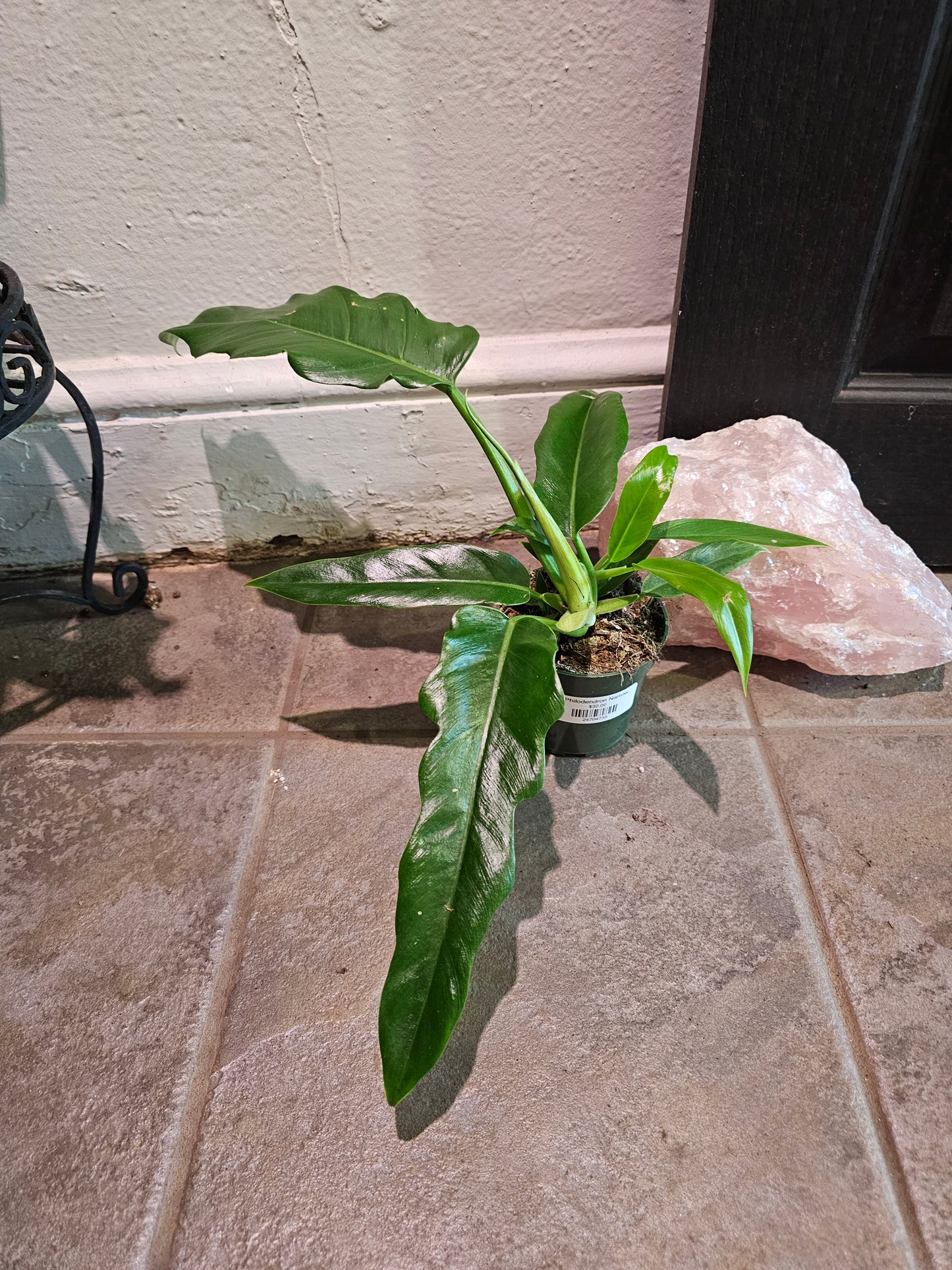 Philodendron Narrow