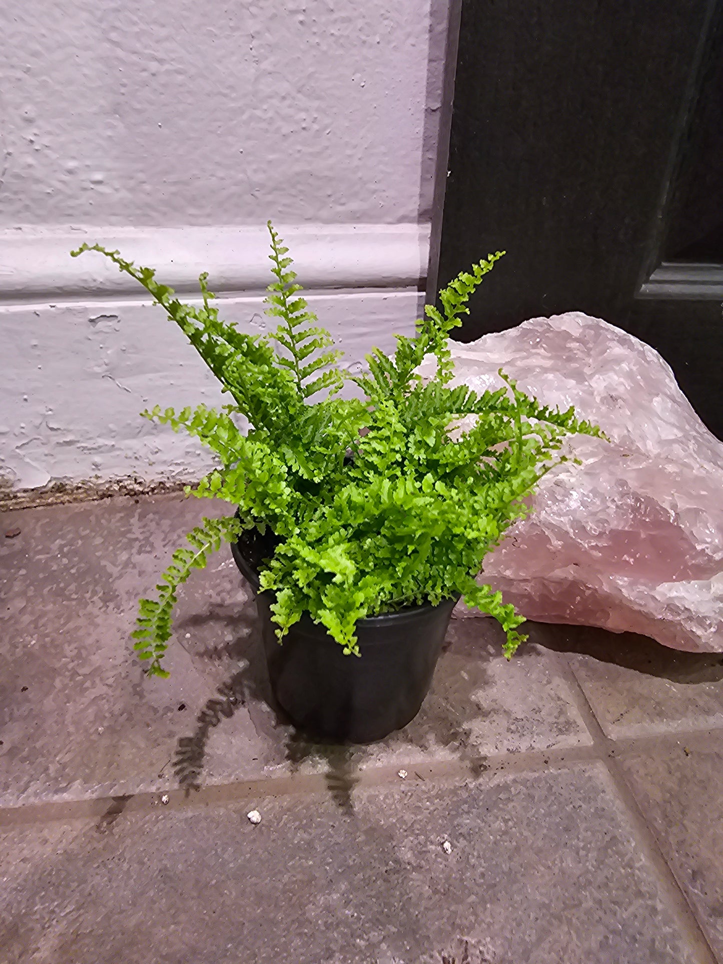 Fluffy Ruffle Fern