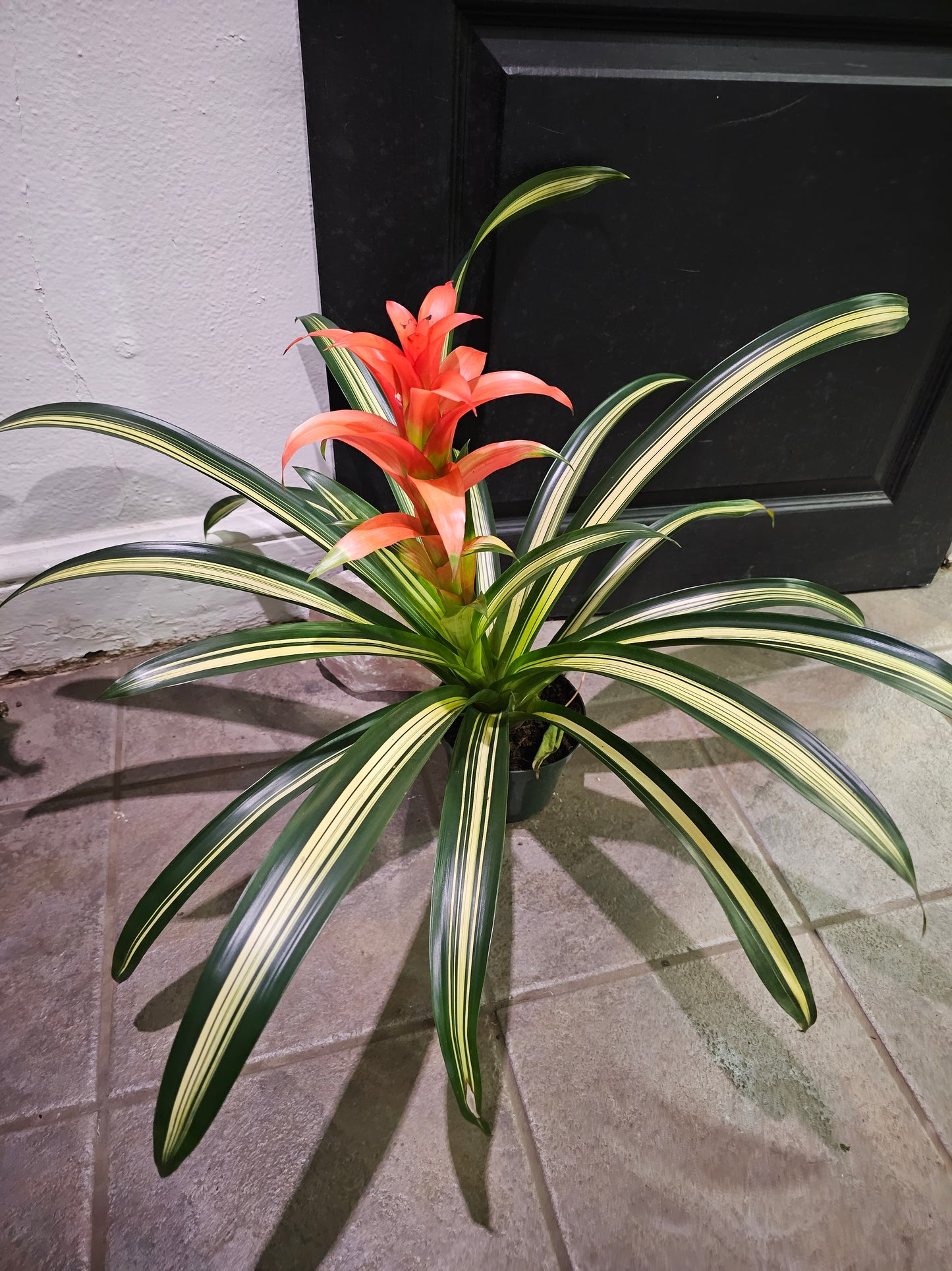 Bromeliad