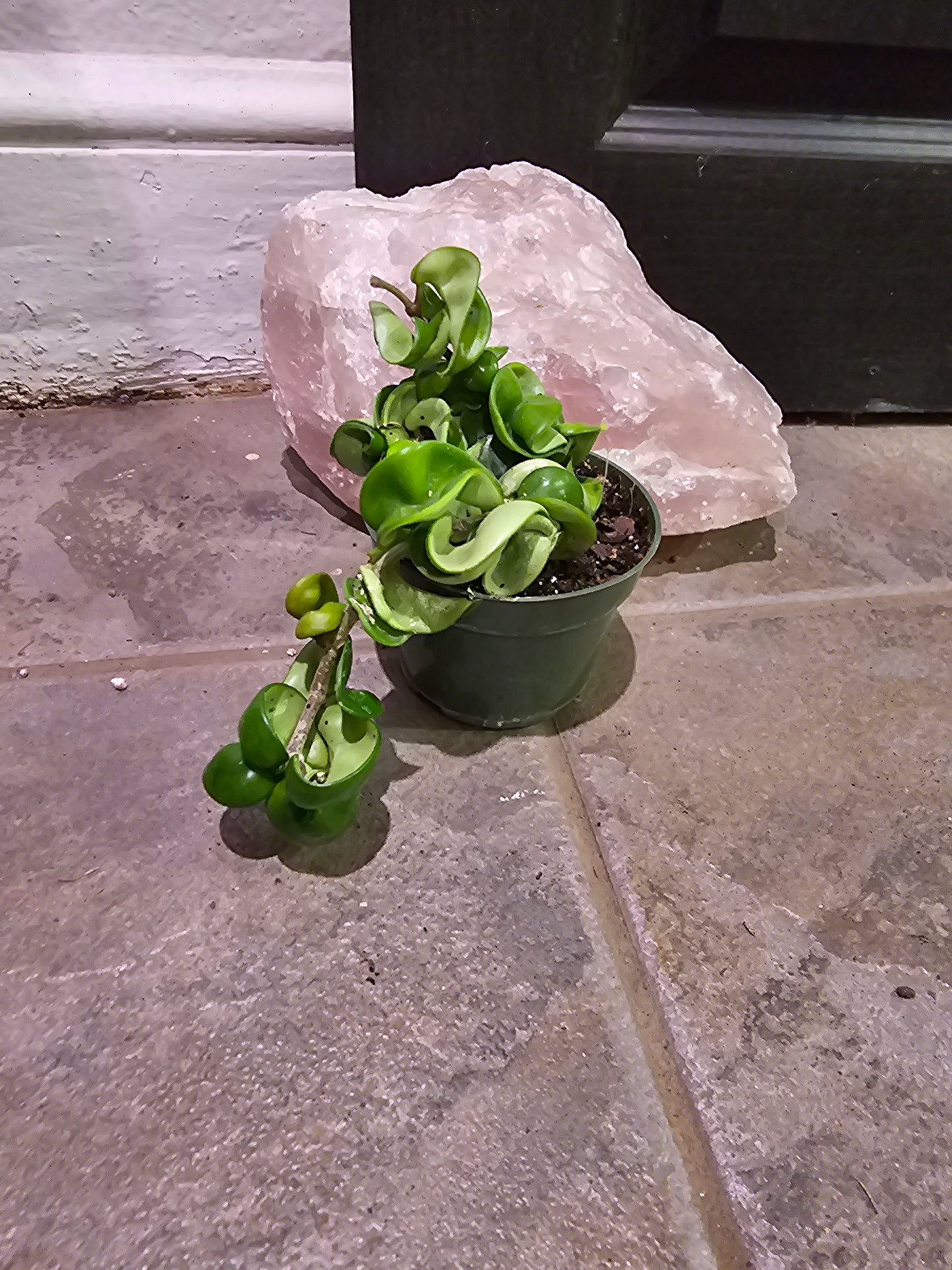 Hoya Hindu Rope