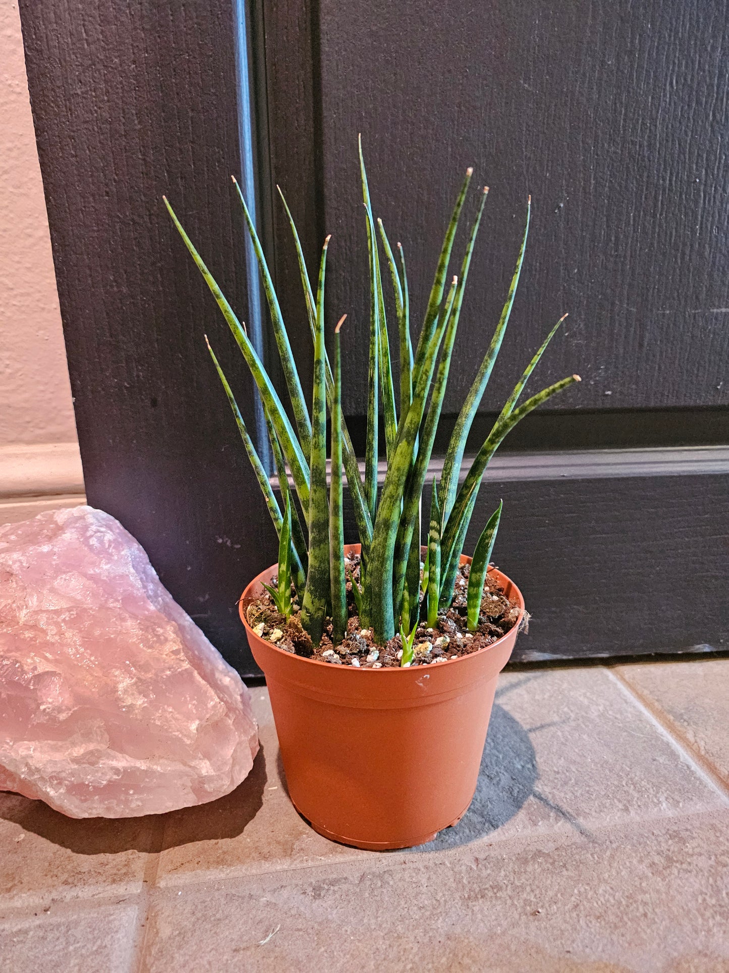 Sansevieria Fernwood