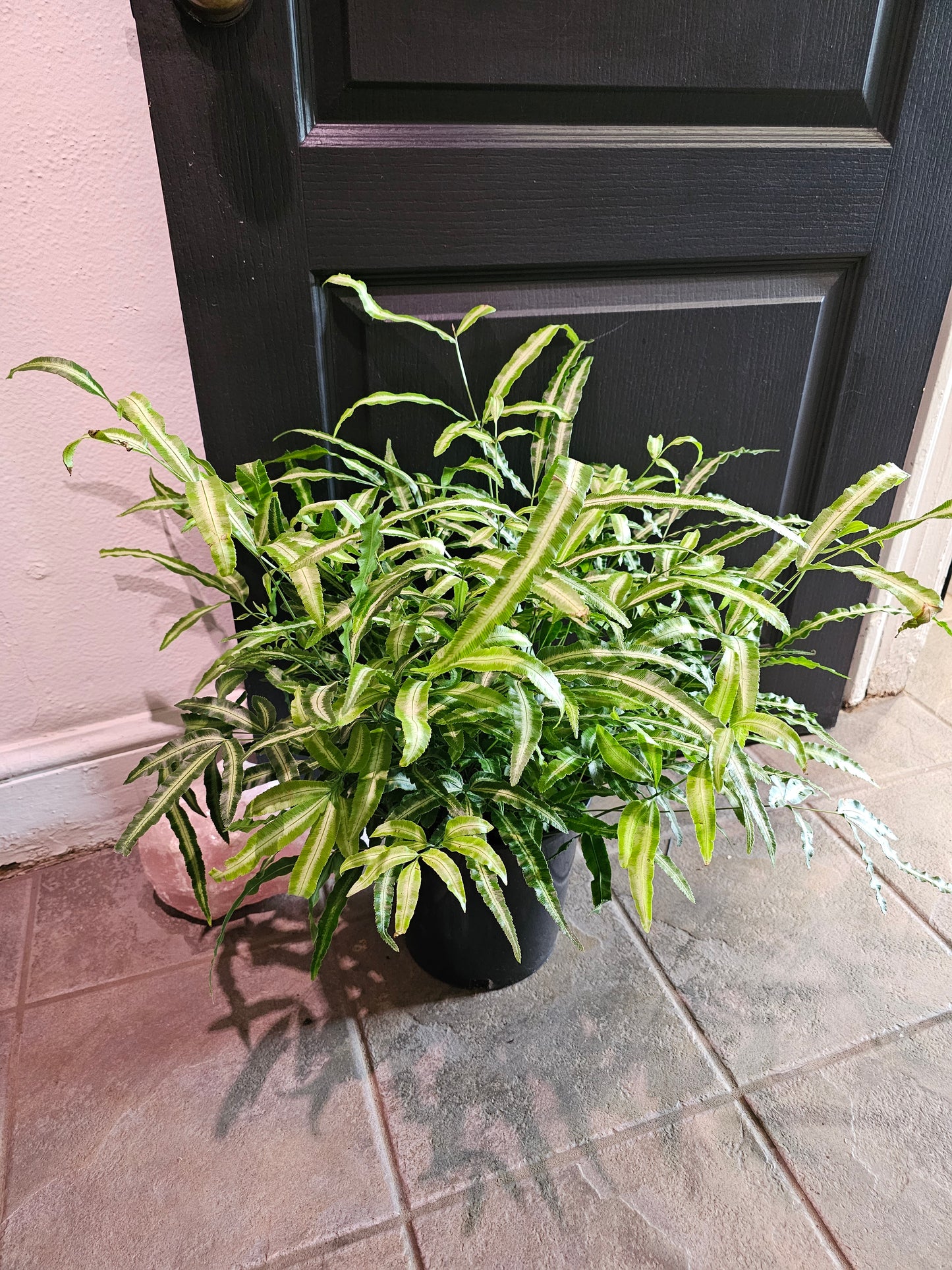 Pteris Fern