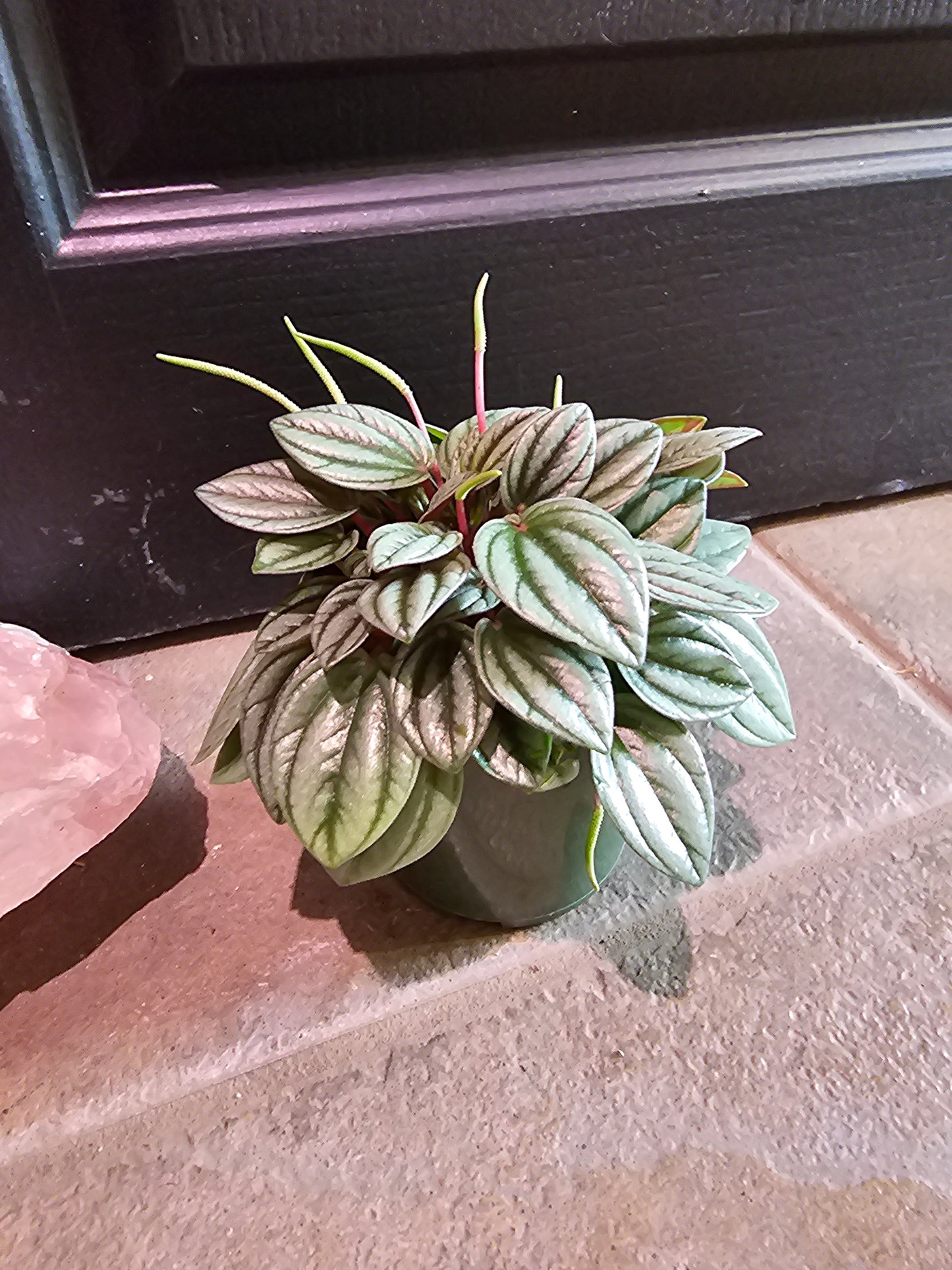 Peperomia San Marino