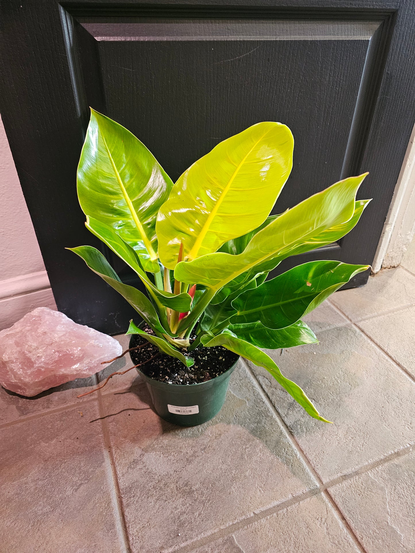 Philodendron Moonlight