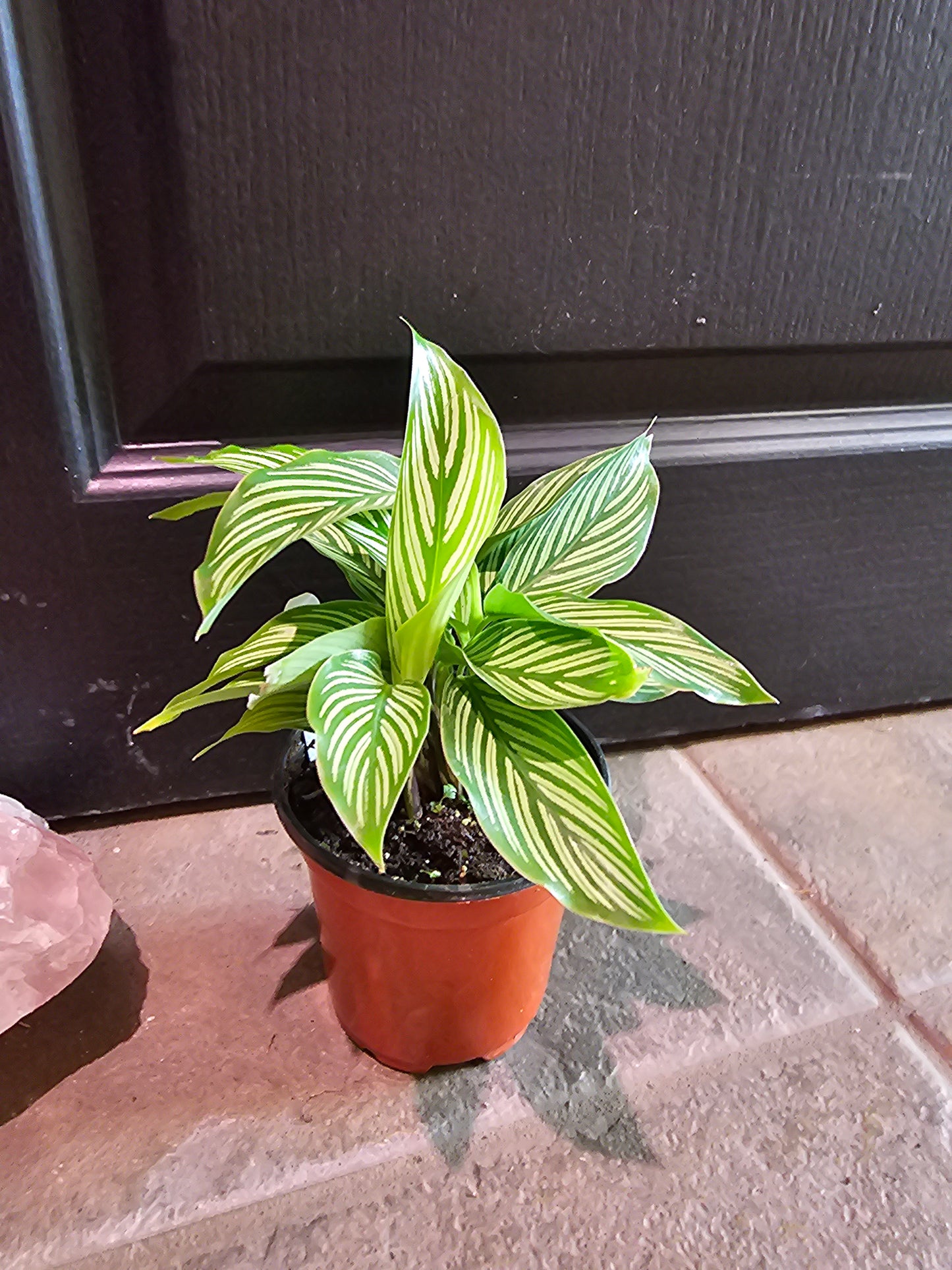 Calathea Vittata