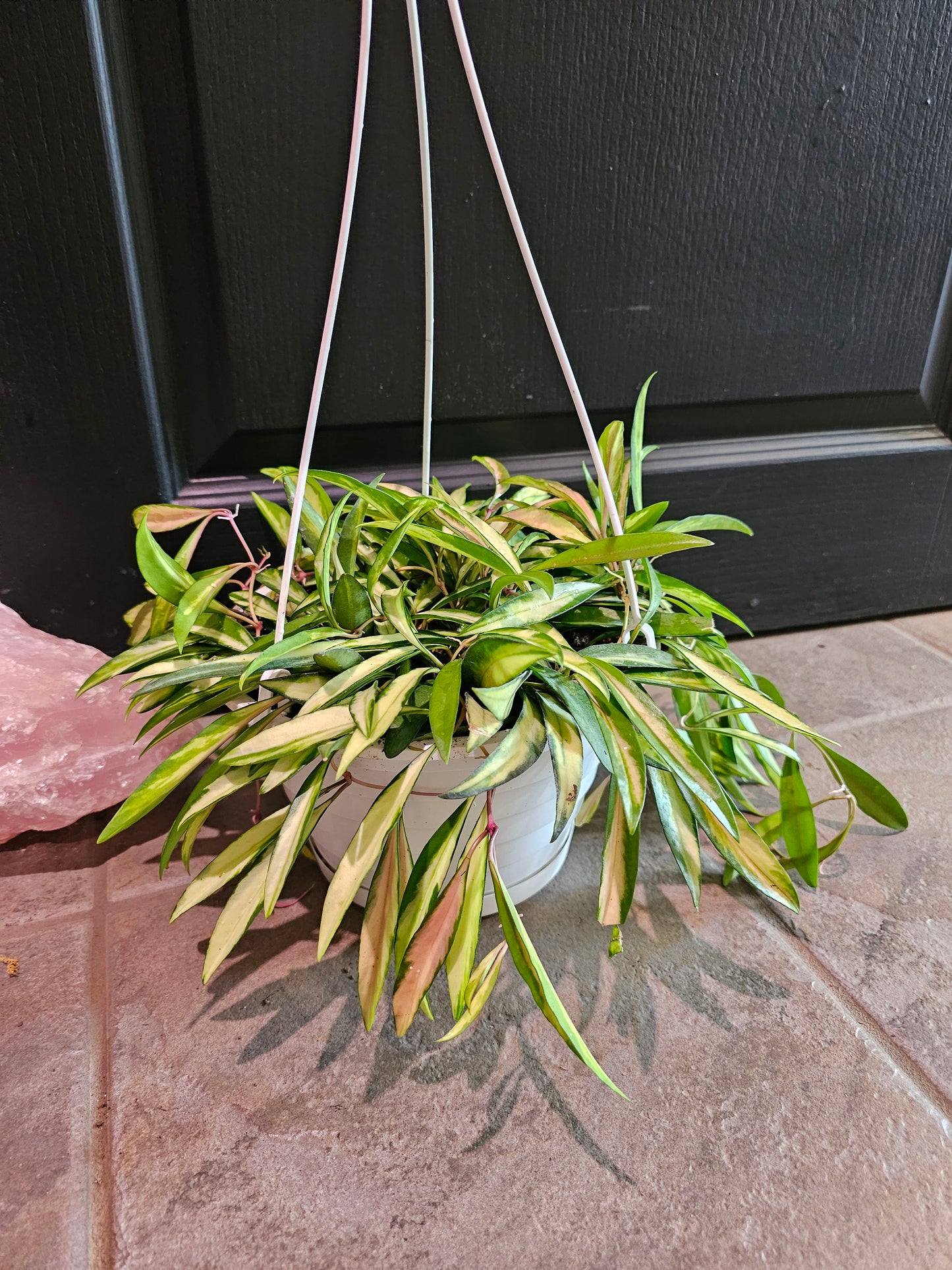 Hoya Wayetii Variegated