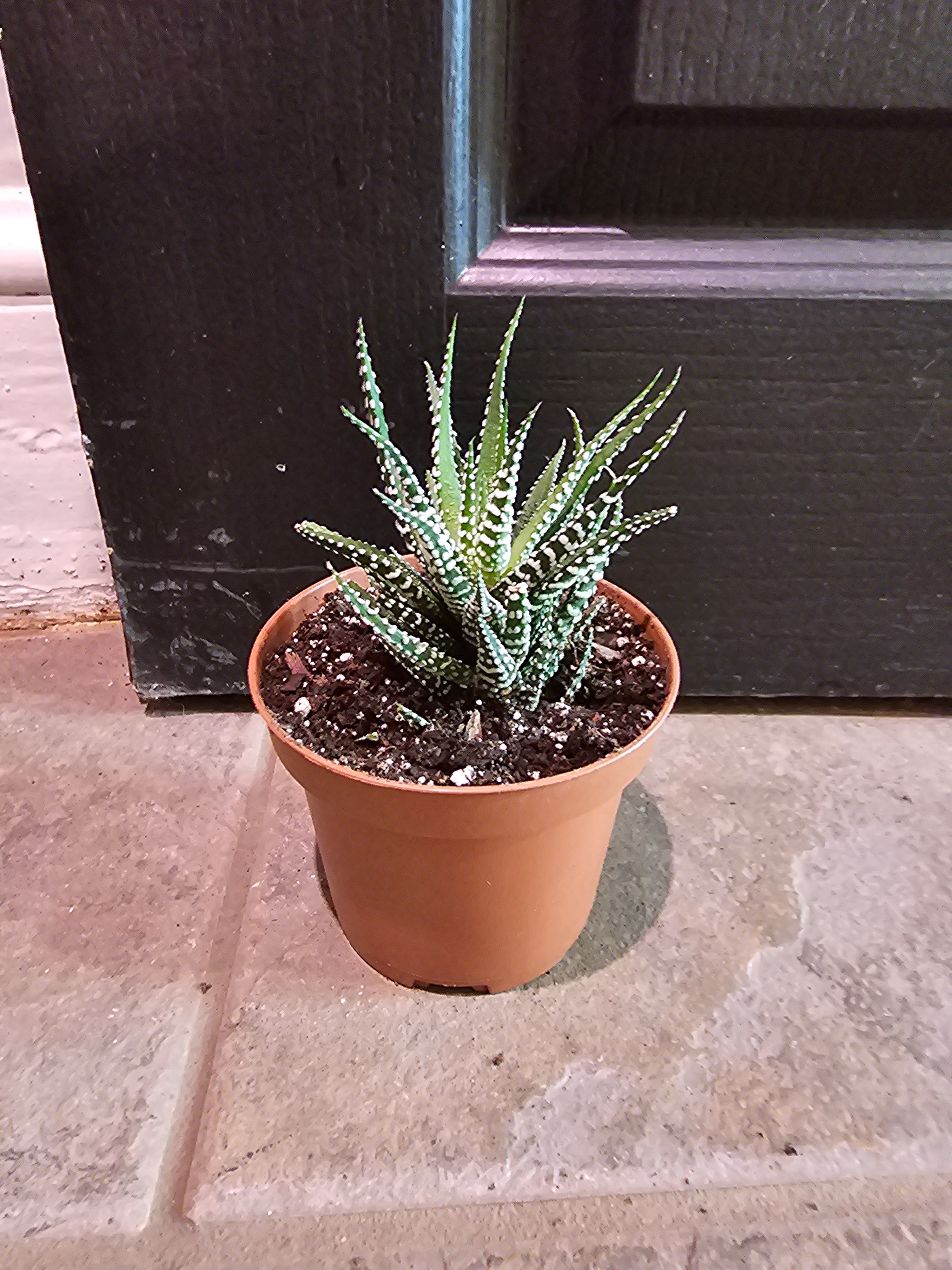 big band succulent Haworthia Fasciata 'Big Band' – Chlorophyll