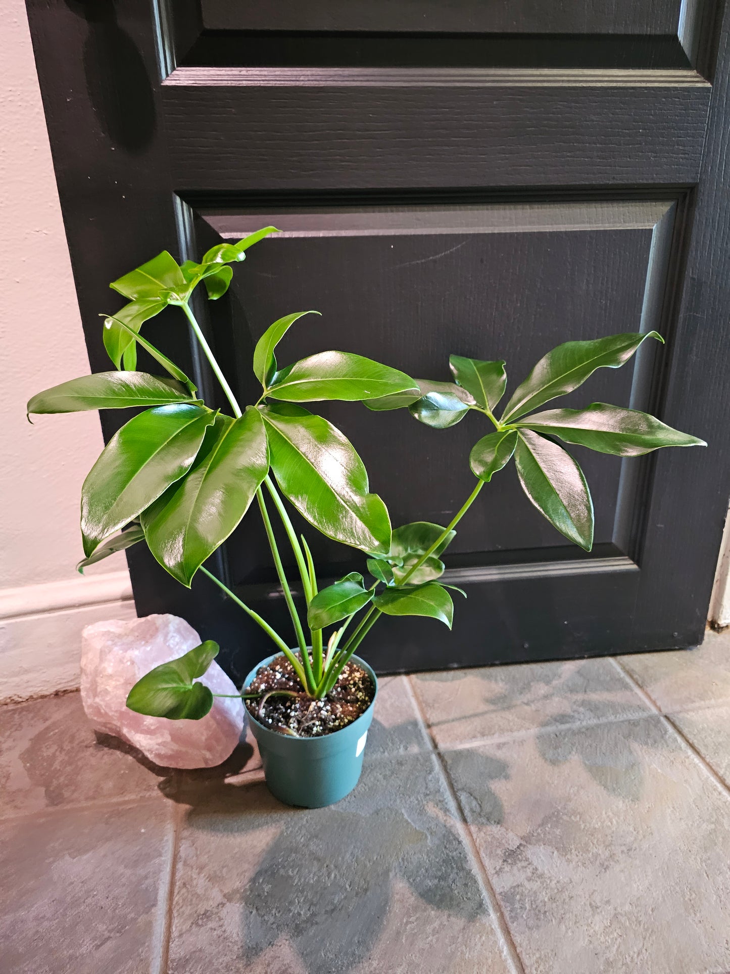 Philodendron Goeldii