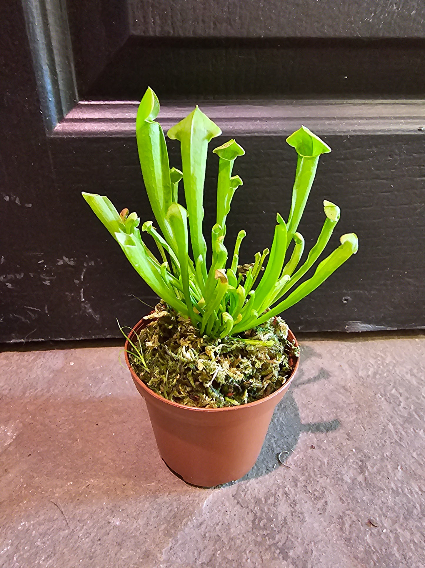 Sarracenina Sweet Pitcher
