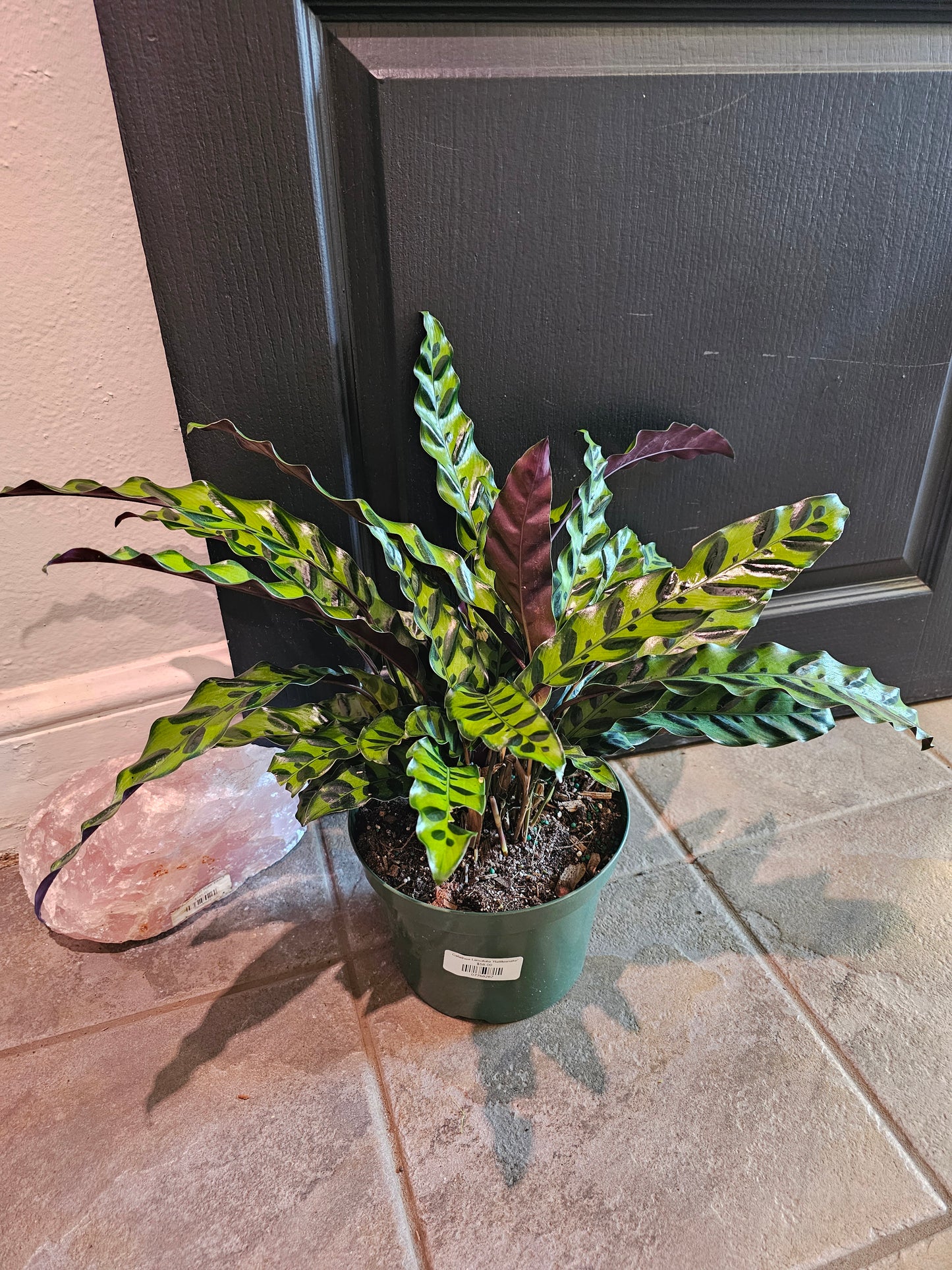 Calathea Lancifolia 'Rattlesnake'