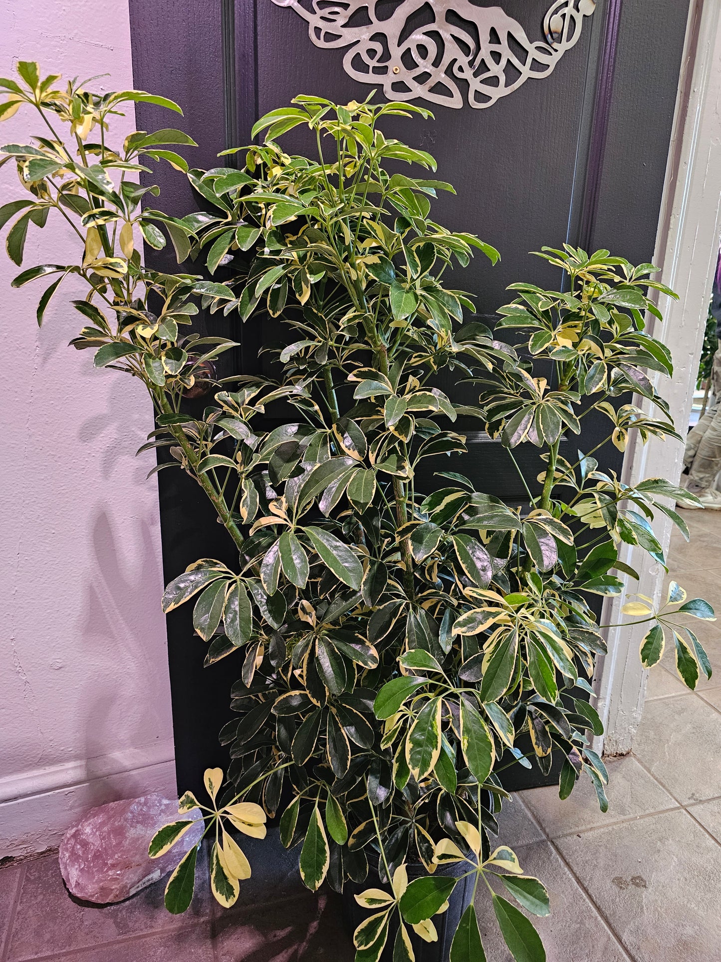 Schefflera Arboricola 'Prince Albert'