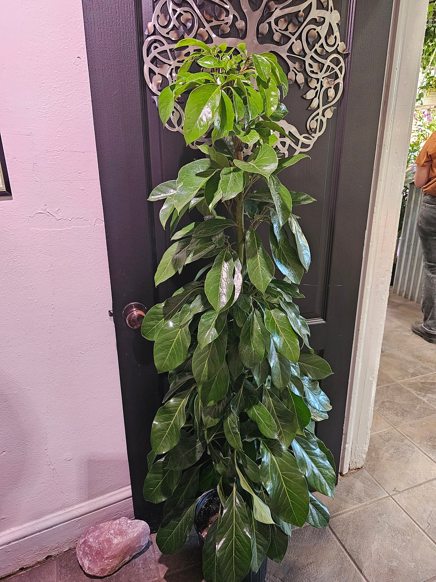 Schefflera Alpine
