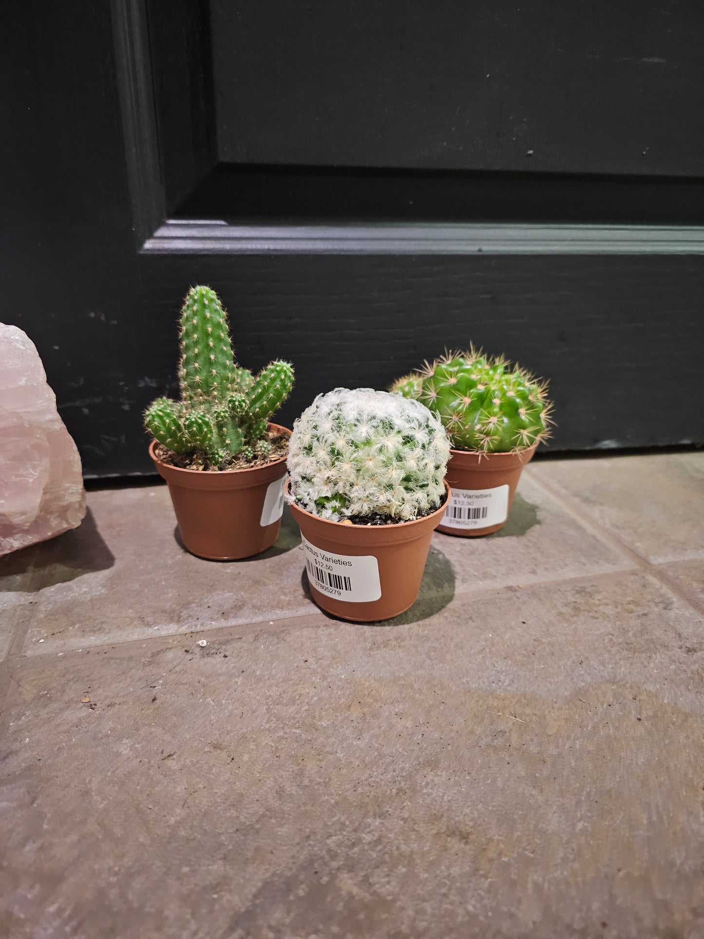 Cactus Varieties