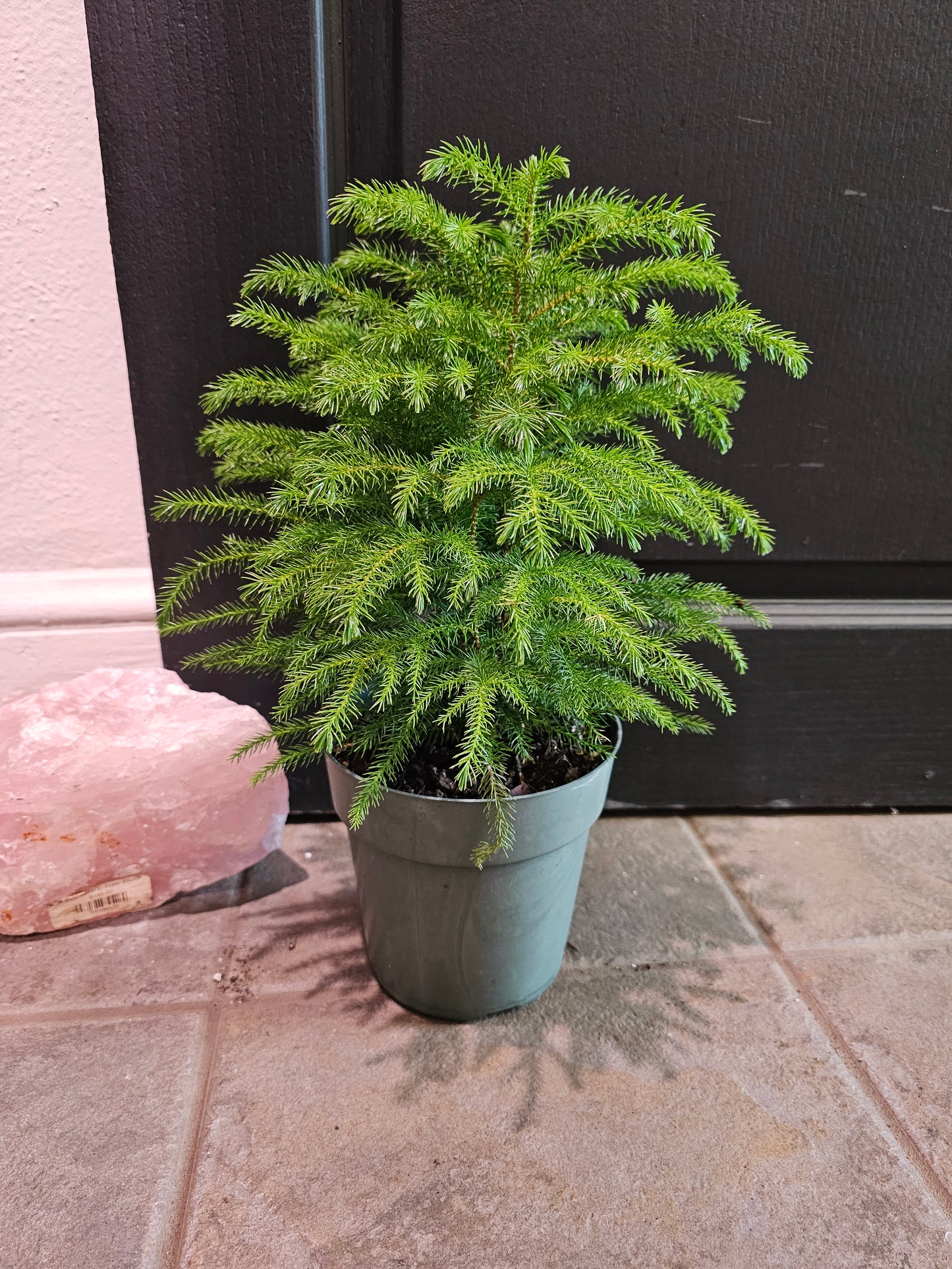 Norfolk Island Pine