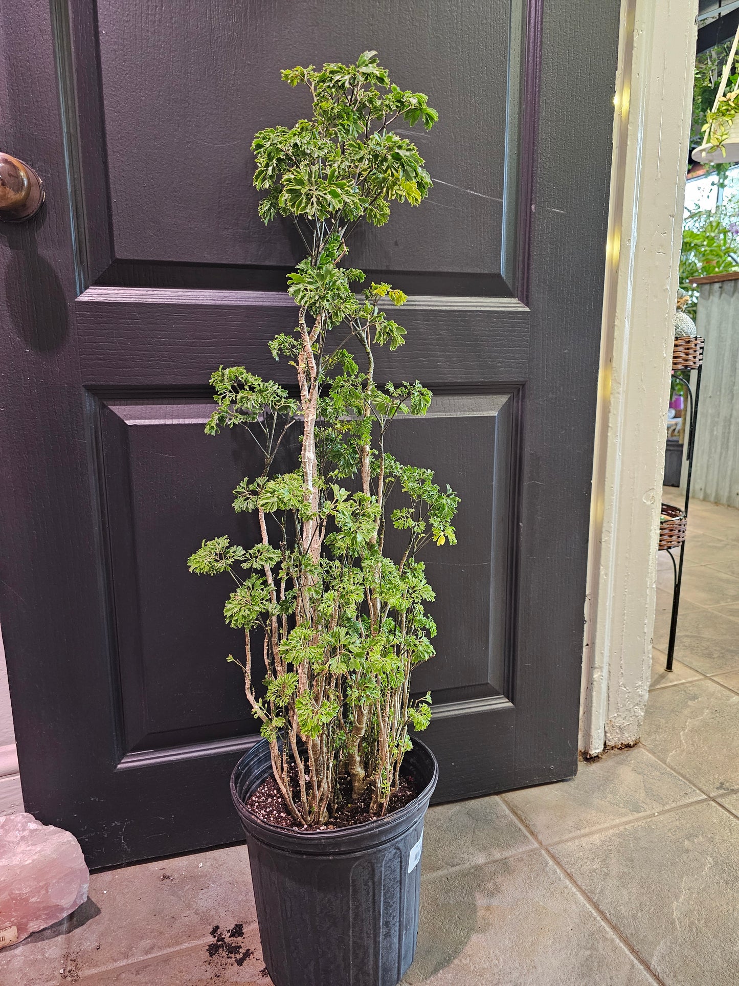 Parsley Aralia