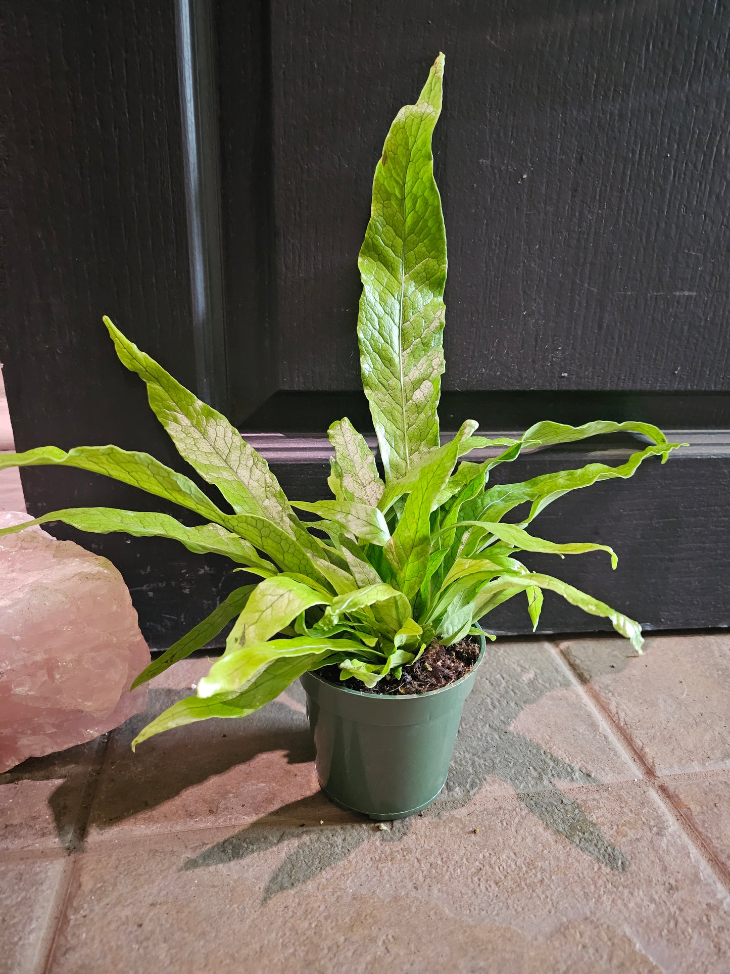 Crocodile Fern