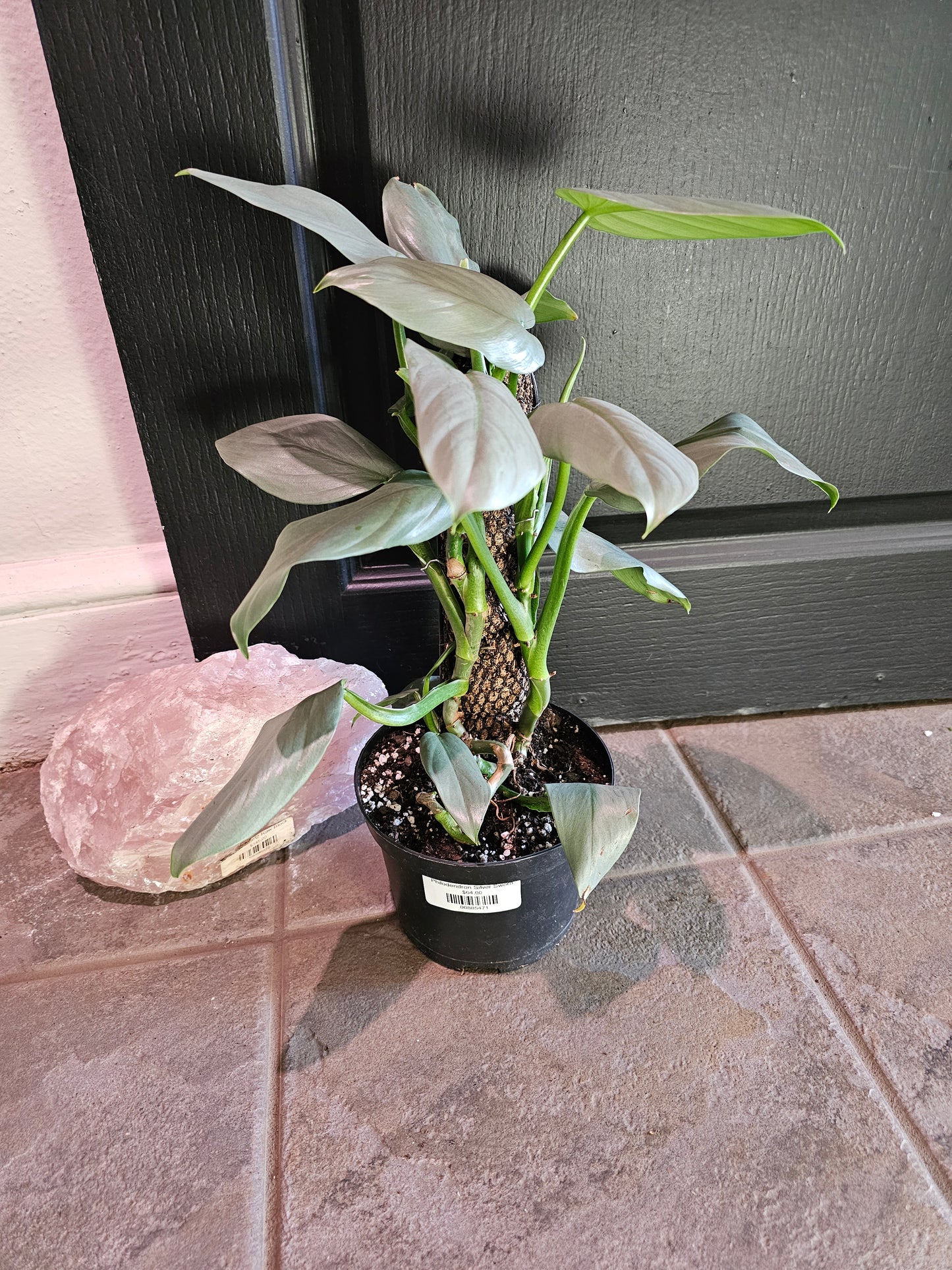 Philodendron Silver Sword