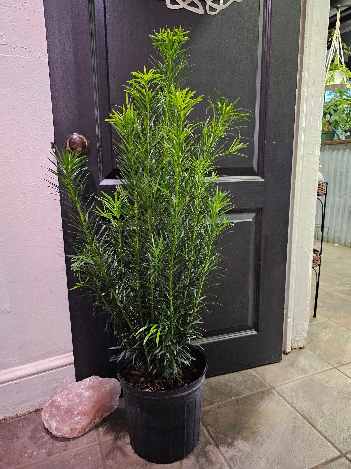Podocarpus 'Plum Pine'