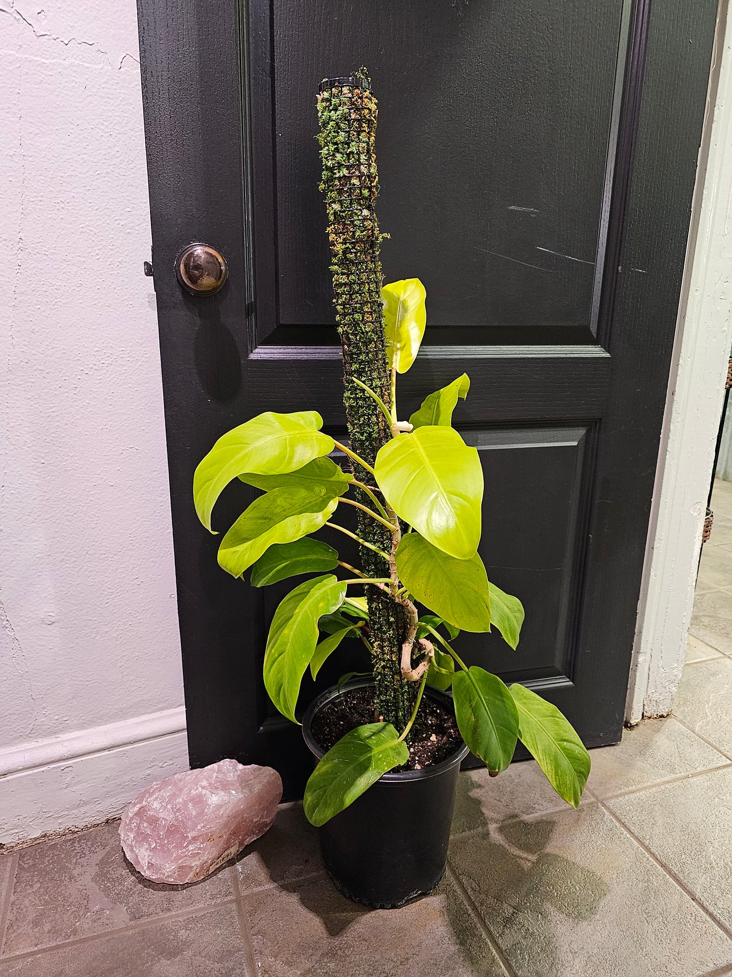 Golden Goddess Philodendron