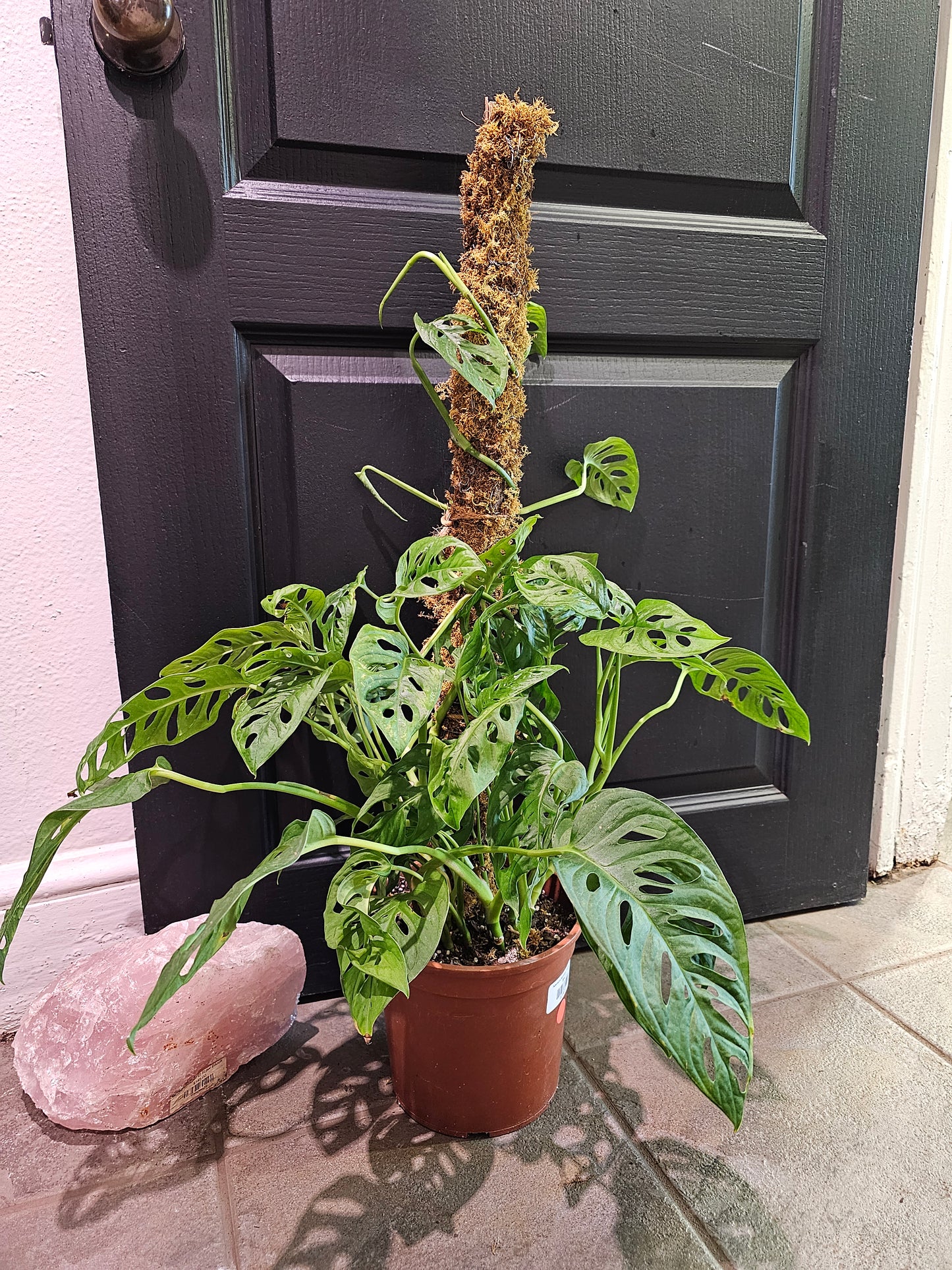 Adansonii Monstera 'Swiss Cheese'