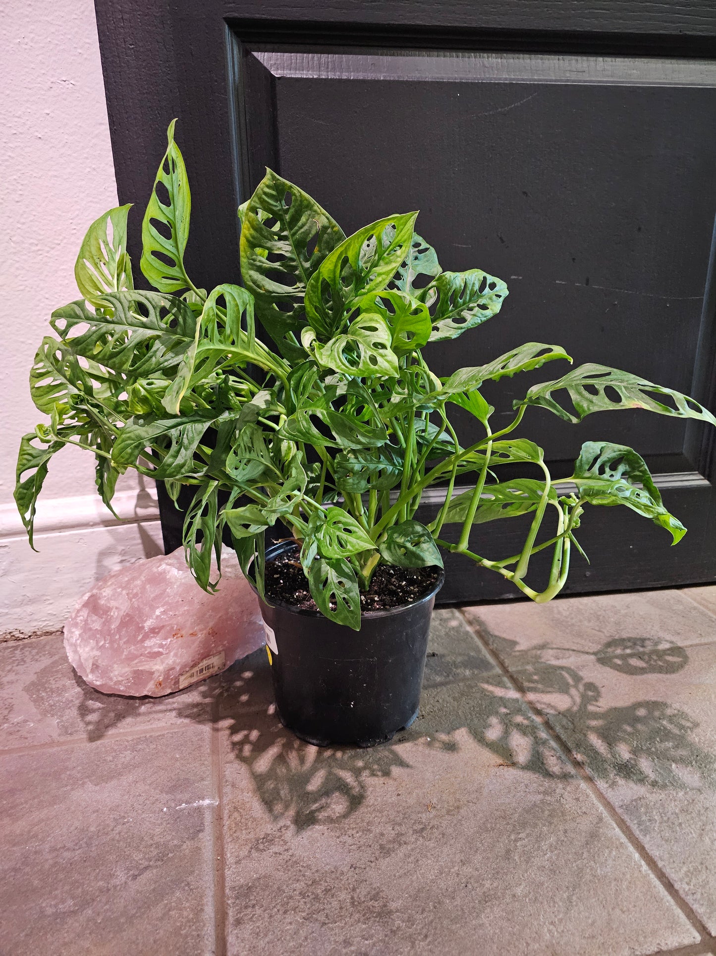Adansonii Monstera 'Swiss Cheese'
