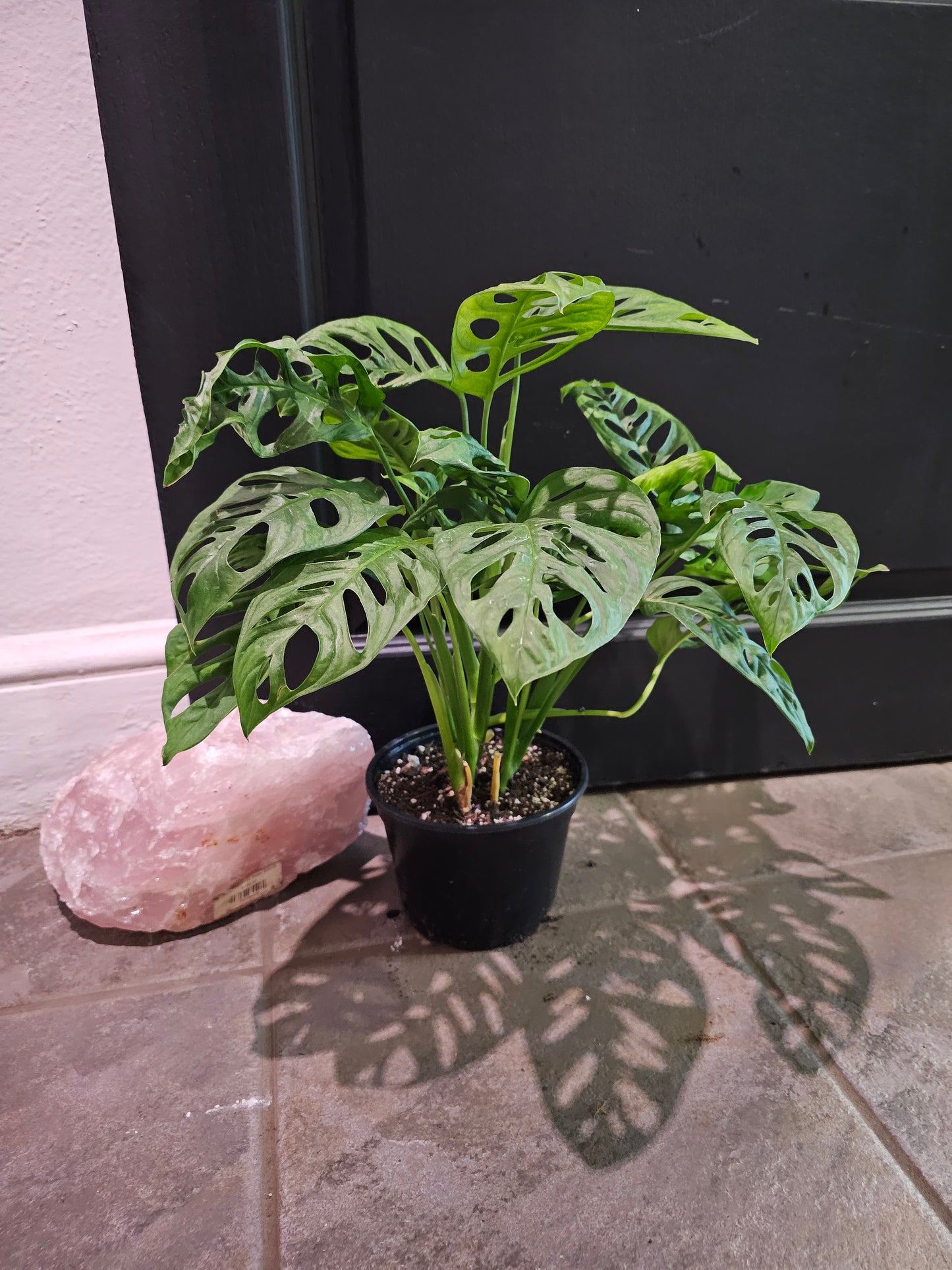Adansonii Monstera 'Swiss Cheese'
